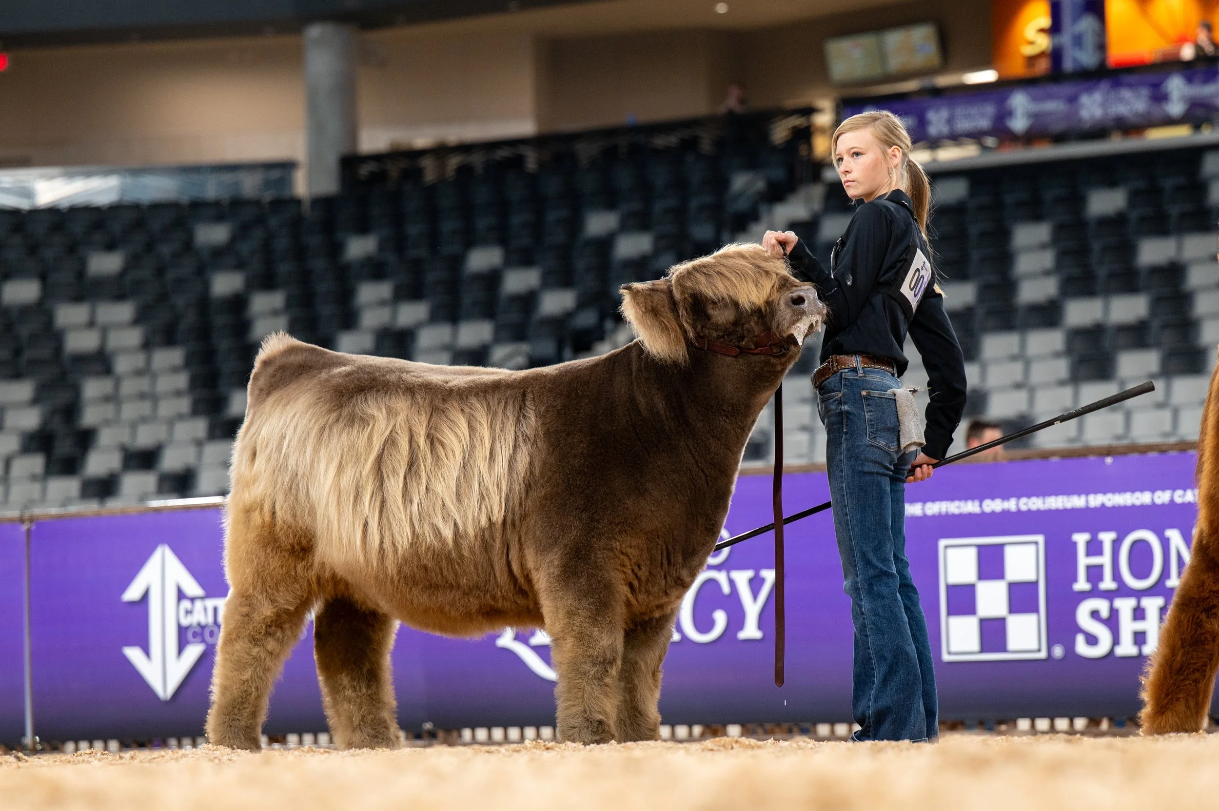 Dun Heifer AHCA Registered: HSA Judy