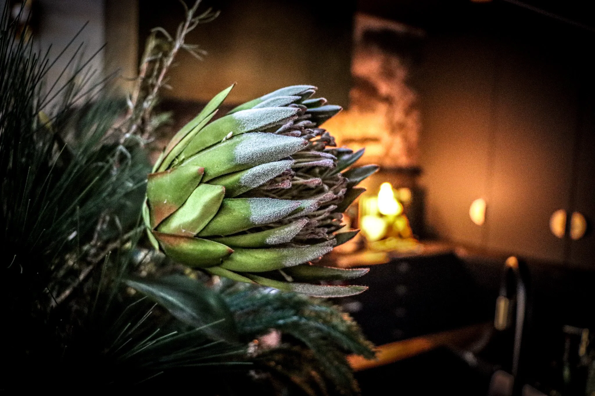 Close-up of a green banded succulent plant with frosted leaves in a dark room with warm ambient lighting.