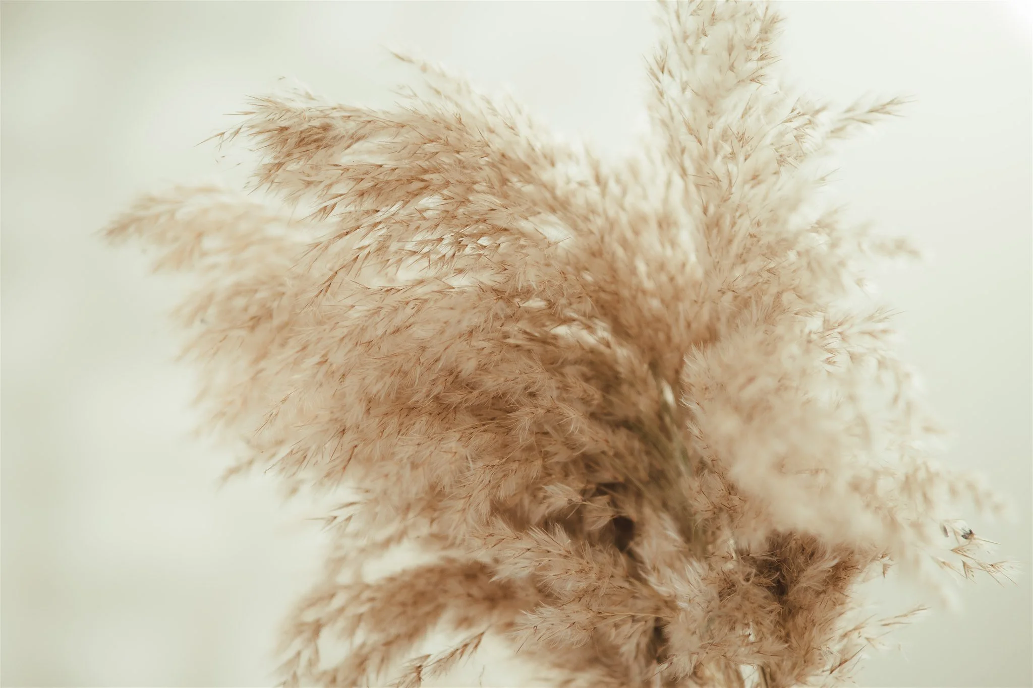 Close-up of fluffy beige pampas grass with a soft white background.