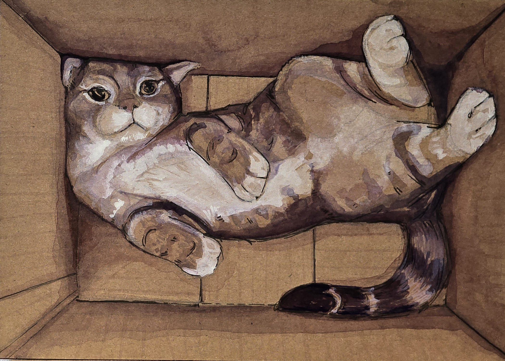 Cat Box Series 6