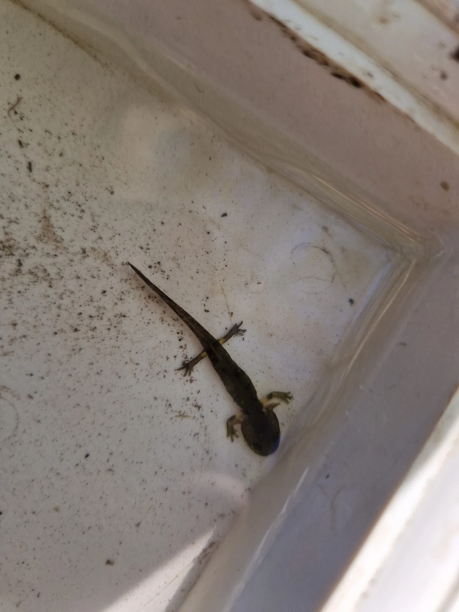 BNE - Schuljahr der Nachhaltigkeit - Biodiversität im Wasser - WandelWerkstattWelt