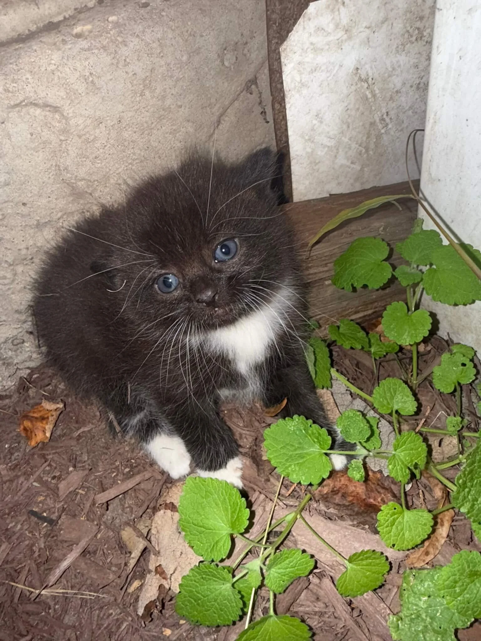 A black and white kitten with blue eyes lying on the ground next to some green plants and a concrete wall.