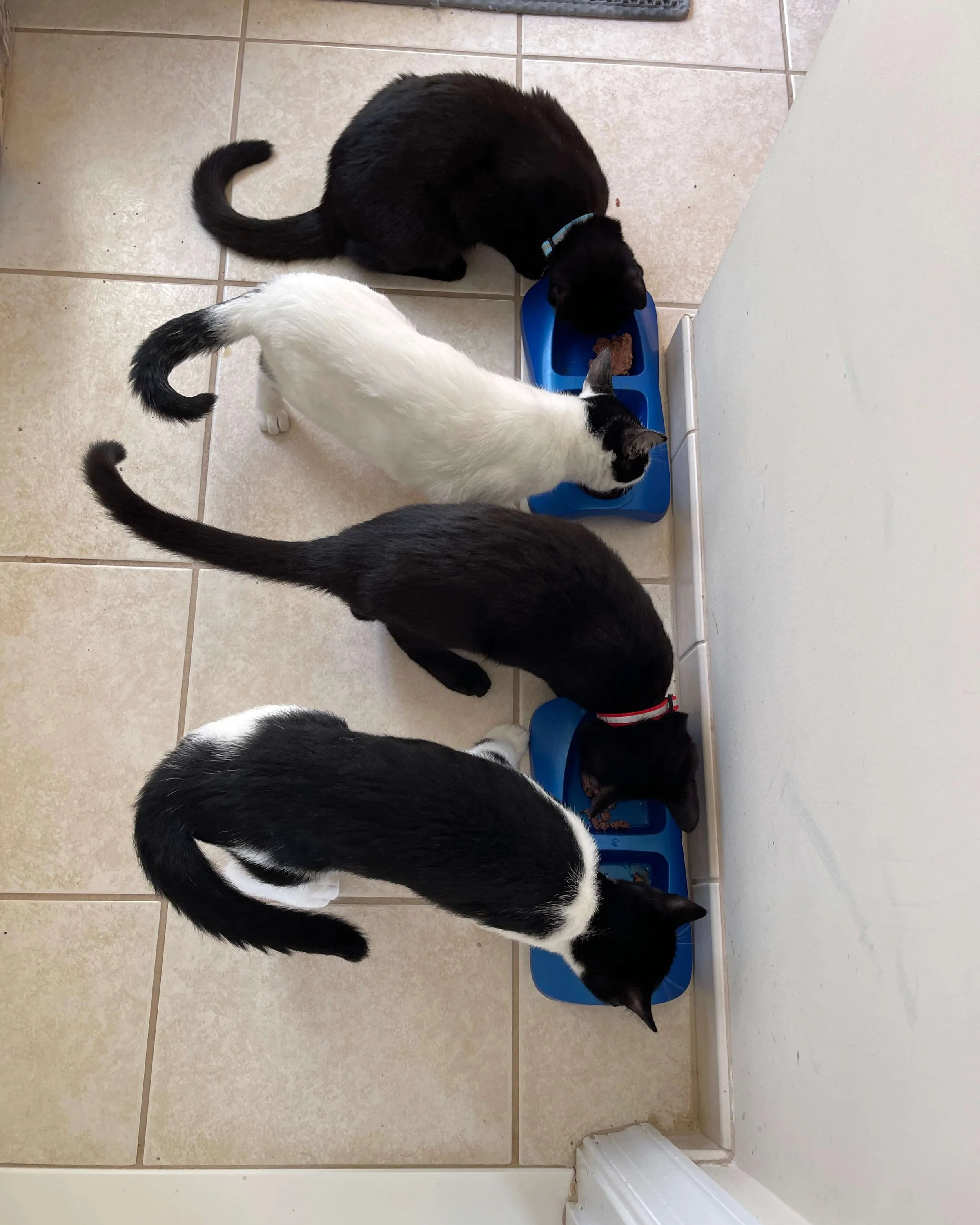 Three cats eating from blue plastic food bowls on a tiled floor, with a white wall and baseboard in the background.