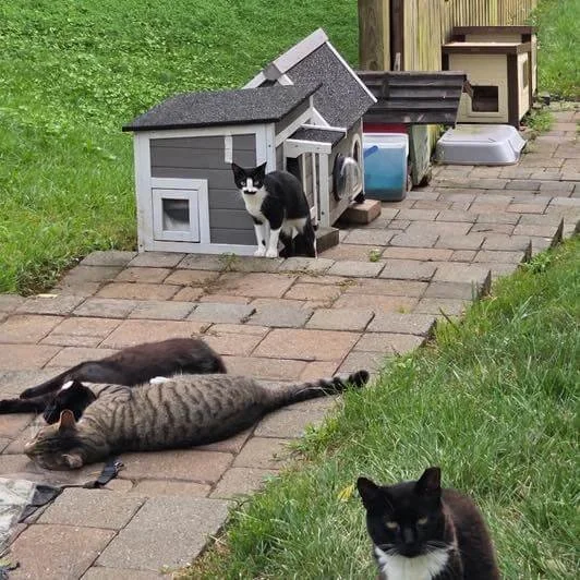 Three black and white cats, one sitting outside a small doghouse and two lying on a brick pathway, with another black and white cat close to the camera.