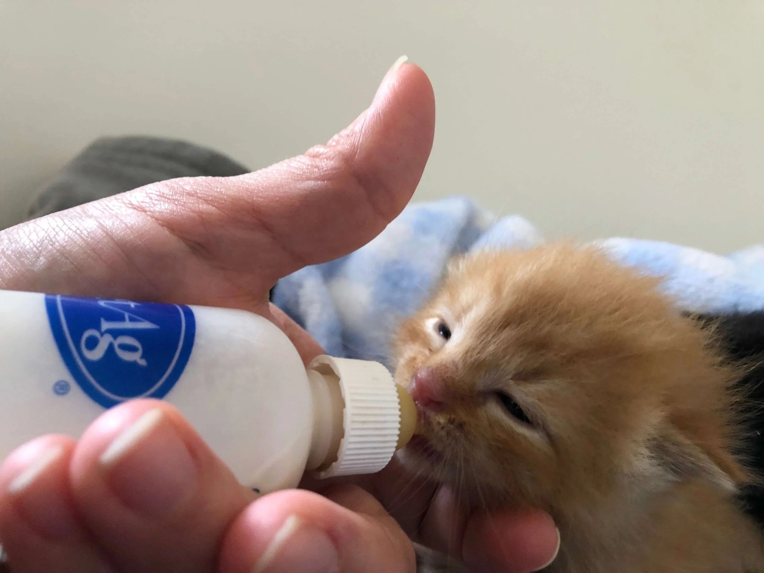 Close-up of a person's hand holding a small bottle of eye drops near a puppy lying down.