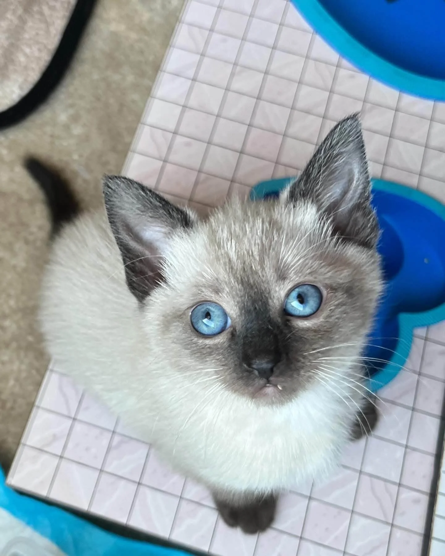 Close-up of a Siamese kitten with blue eyes sitting on a tiled floor, looking up toward the camera.