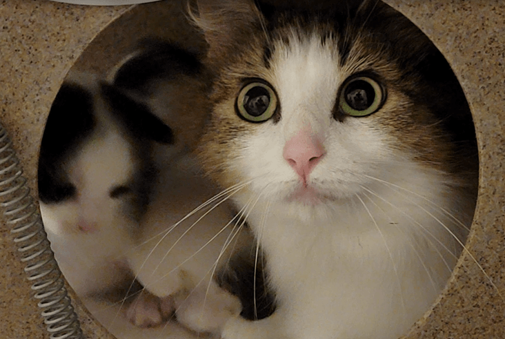 Two cats inside a cardboard box with a circular opening, one with brown and white fur looking directly at the camera, and a blurred black and white kitten also visible.
