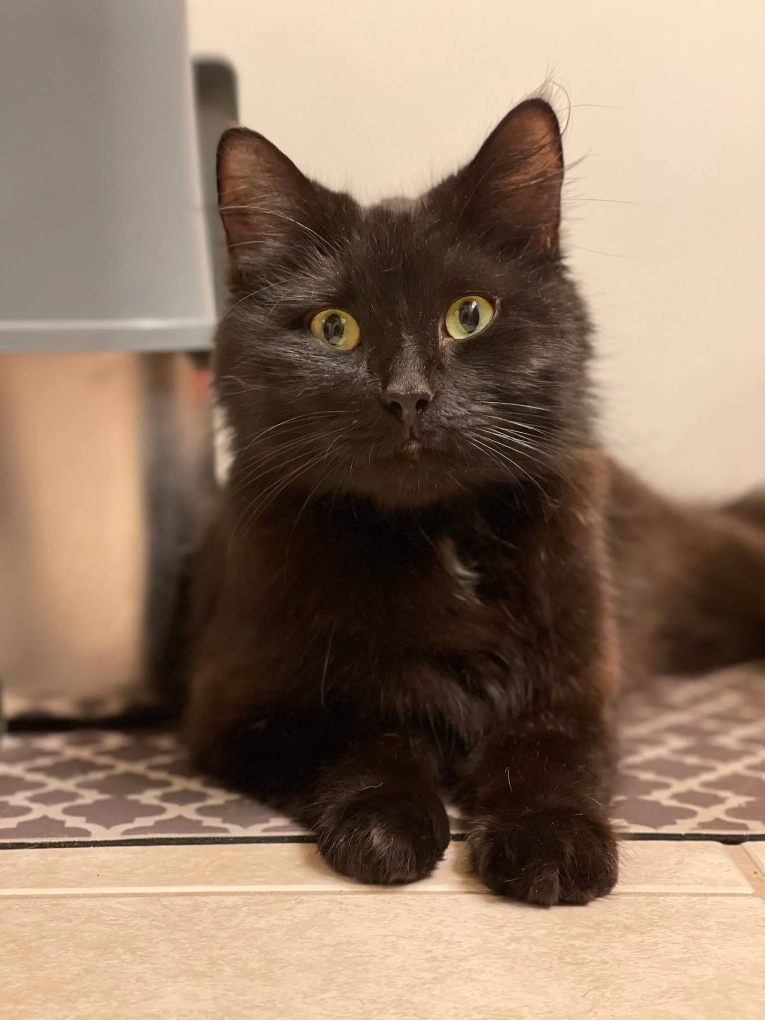 Black cat lying on a patterned floor with front paws stretched out, next to a patterned tile, and behind a piece of furniture.