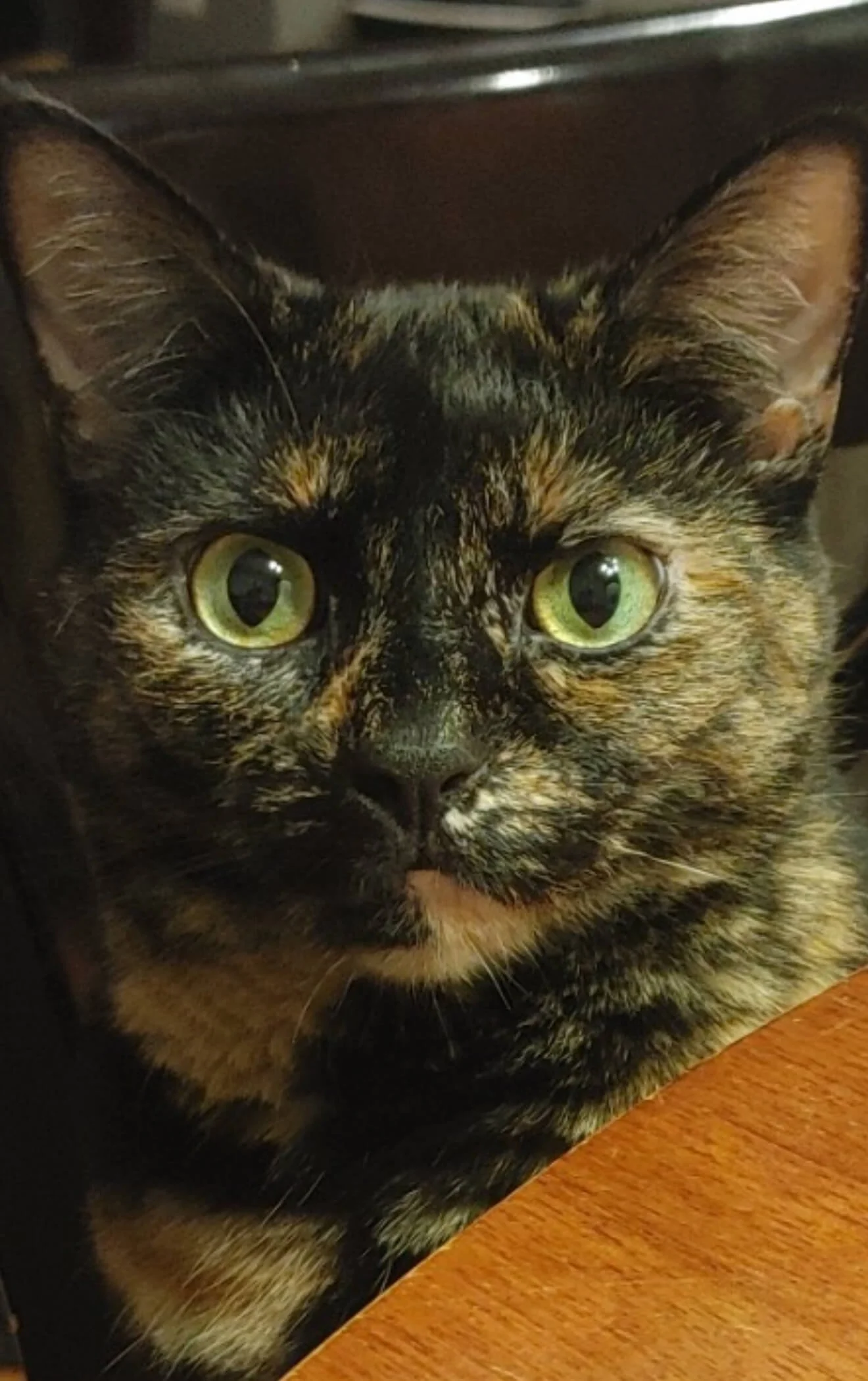Close-up of a tortoiseshell cat with green eyes, sitting next to a wooden surface.