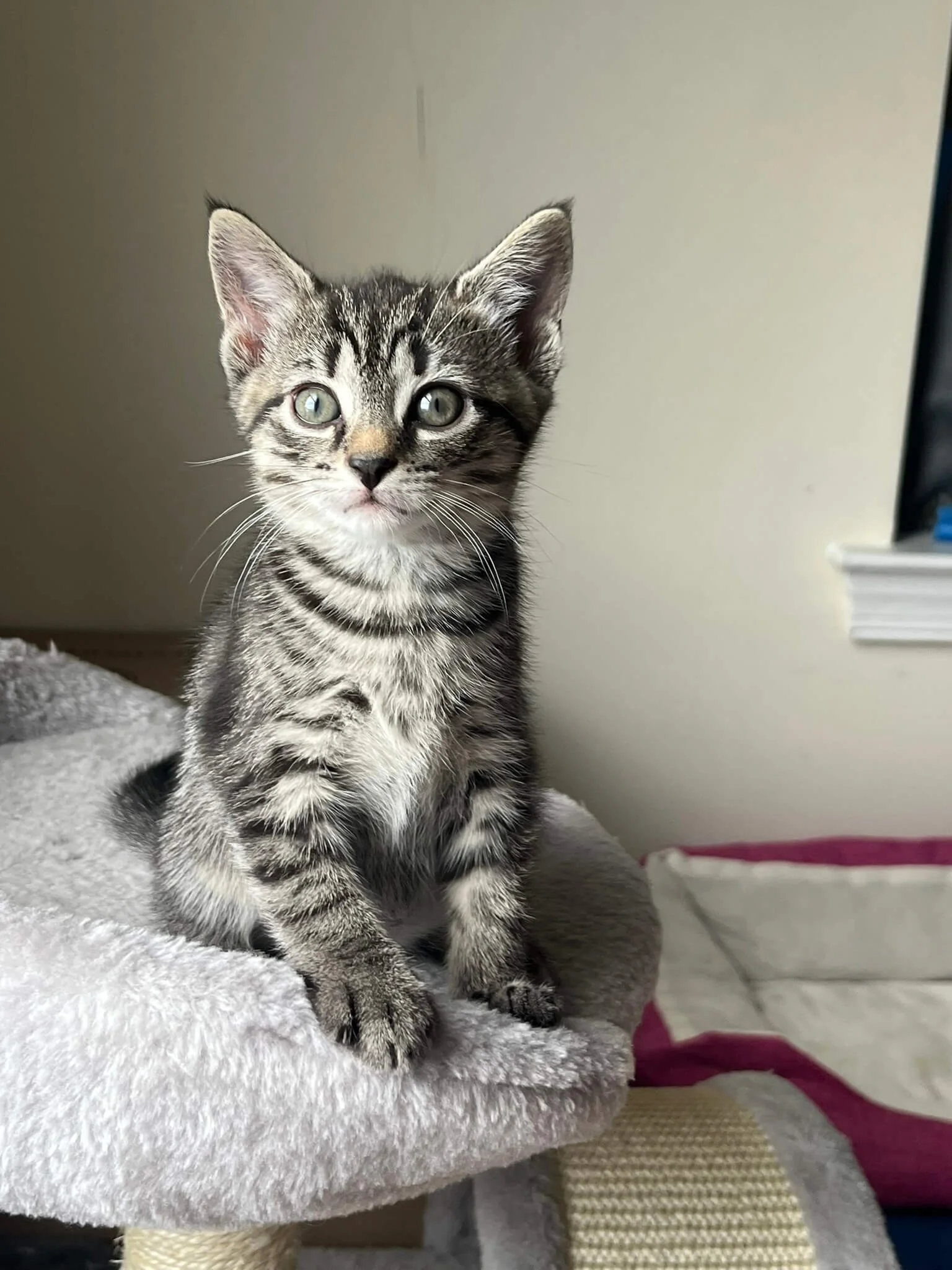 A young tabby kitten with gray and black striped fur, light-colored eyes, and pointed ears, sitting on a soft, gray, fluffy surface.