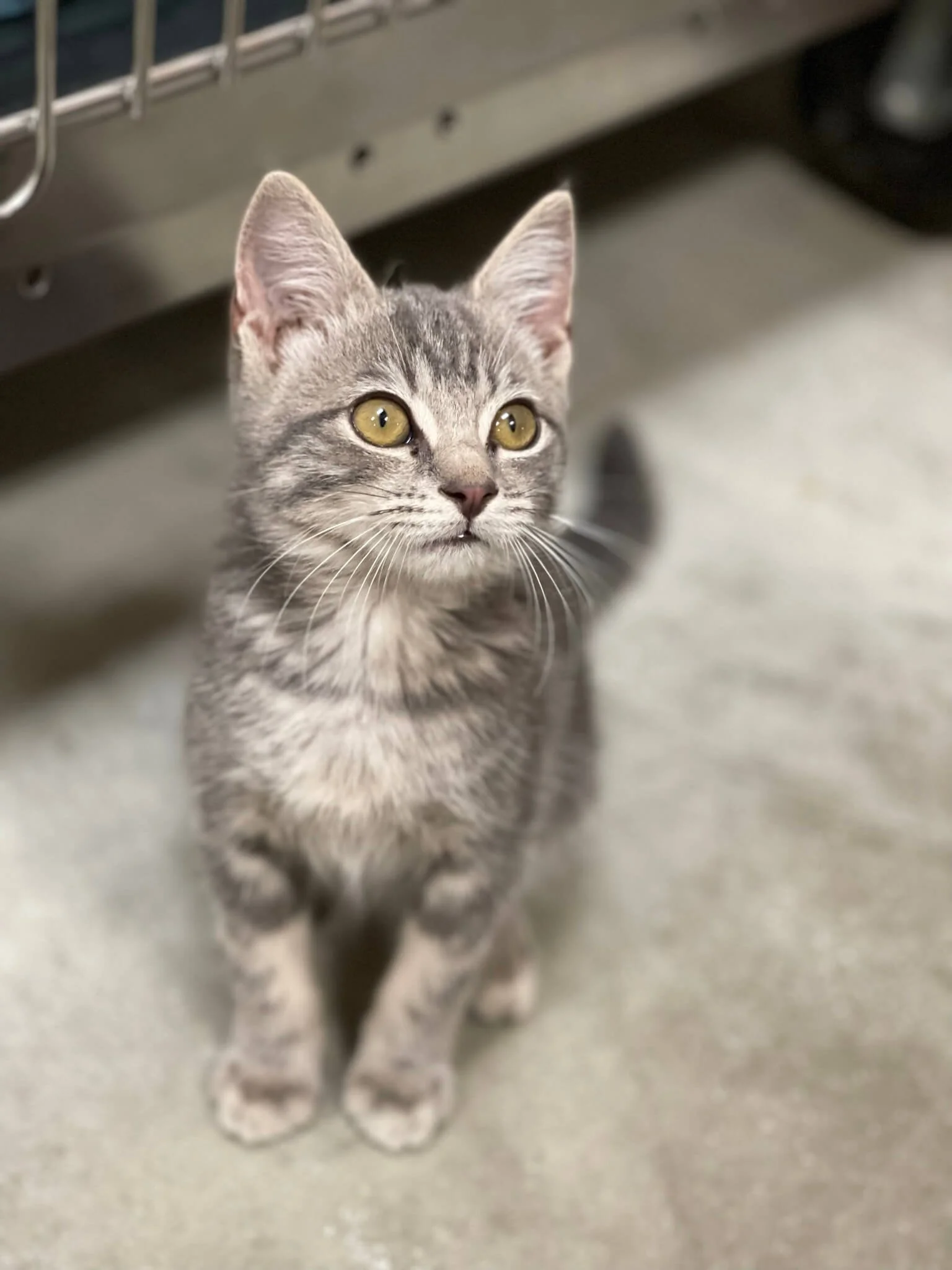 A gray tabby kitten with yellow eyes looking up, walking on a gray carpeted floor near a metal cage or shelf.