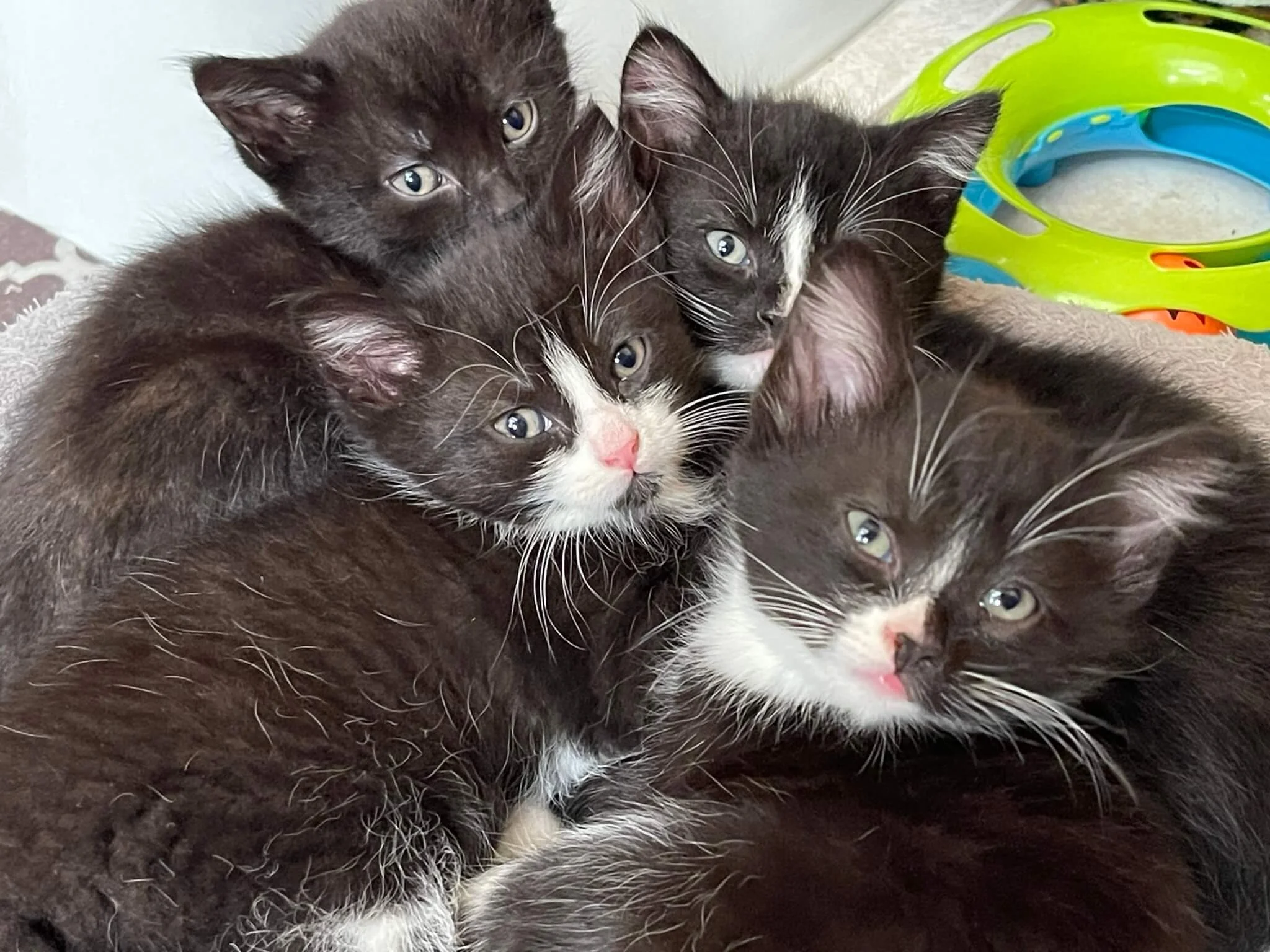 Three black and white kittens lying close together with a green and blue plastic toy nearby.