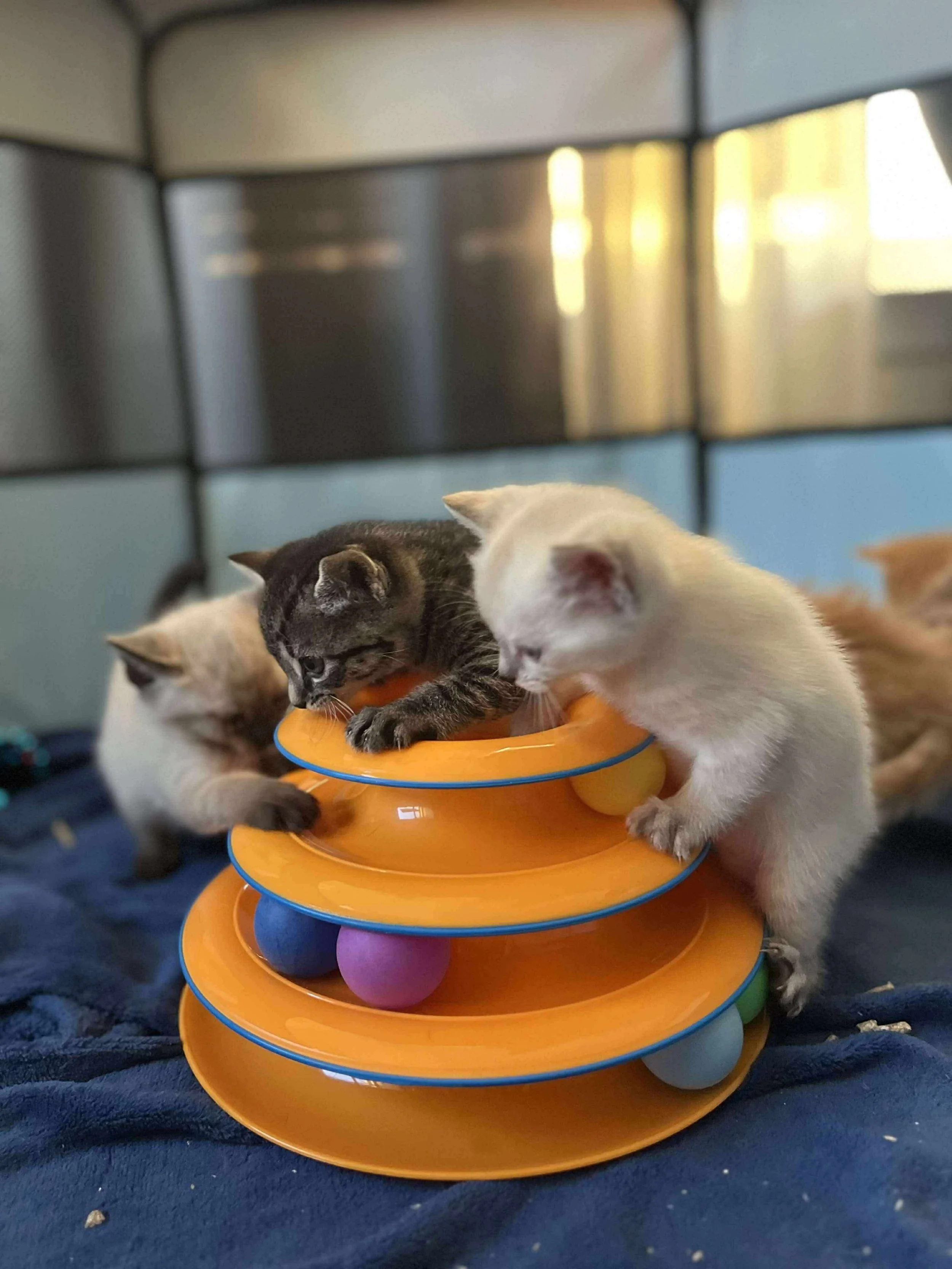Four kittens playing on a multilevel circular toy with colorful balls inside, placed on a dark fabric surface.