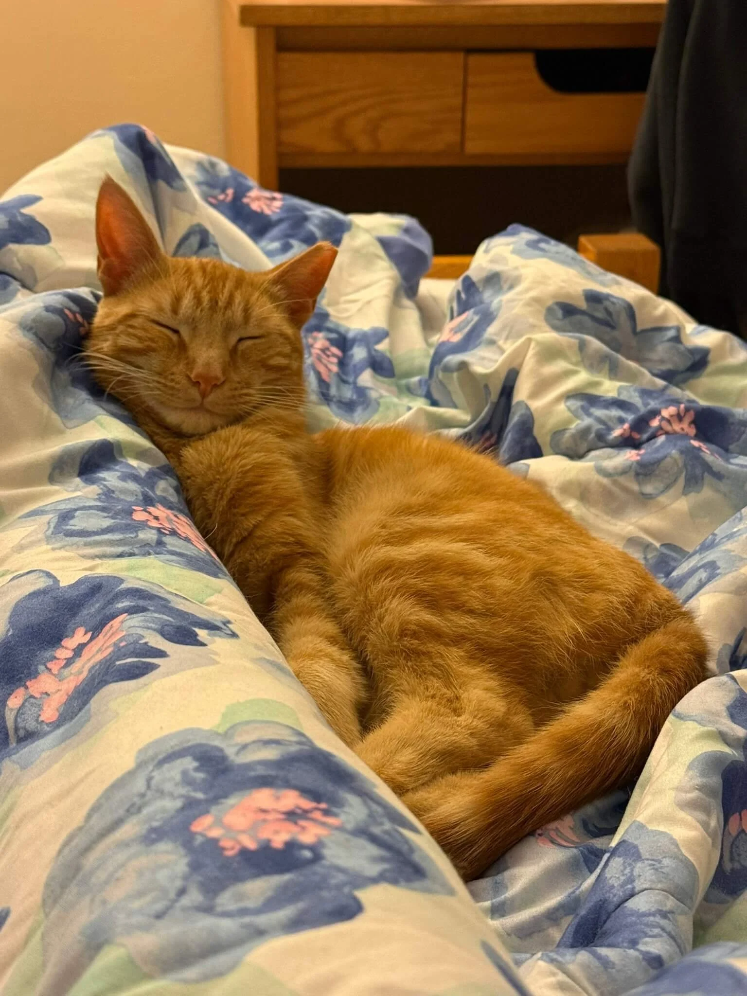 A ginger cat lying on a bed with closed eyes, surrounded by floral patterned sheets, in a cozy indoor setting.