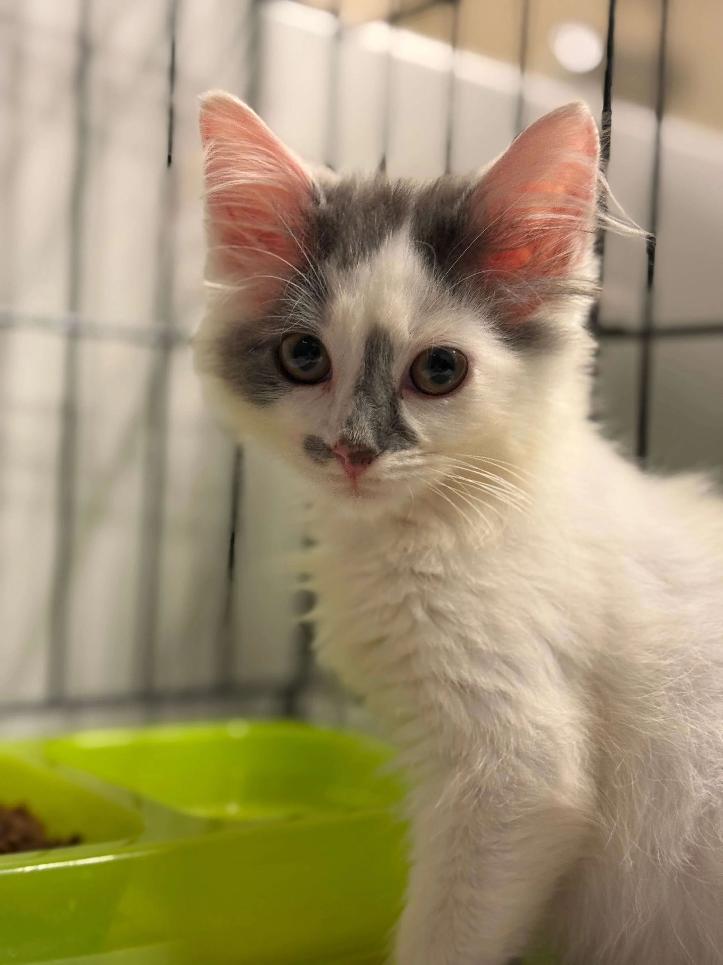 A close-up of a white and gray kitten with large eyes, inside a cage, with a green bowl in the foreground.