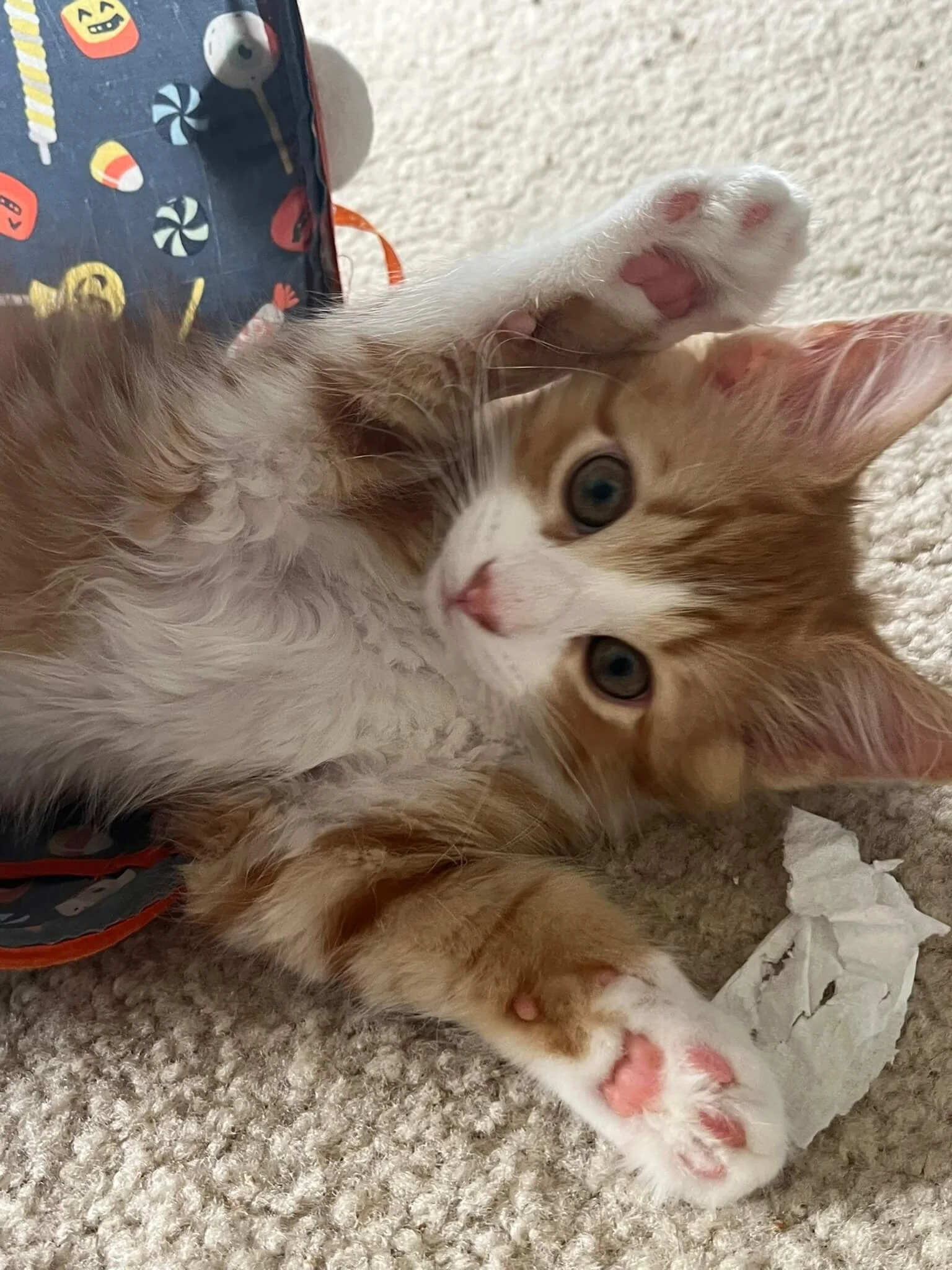 Two playful kittens lying on a beige carpet near shredded paper. One kitten is orange and white, with blue eyes, and the other is white with orange patches. Both kittens have pink paw pads visible.