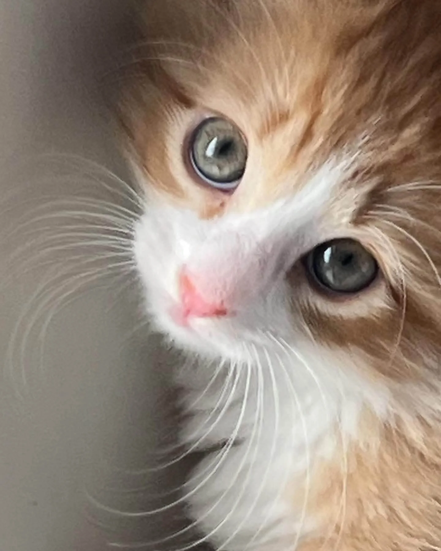 Close-up of a ginger and white kitten with green eyes, looking upward.