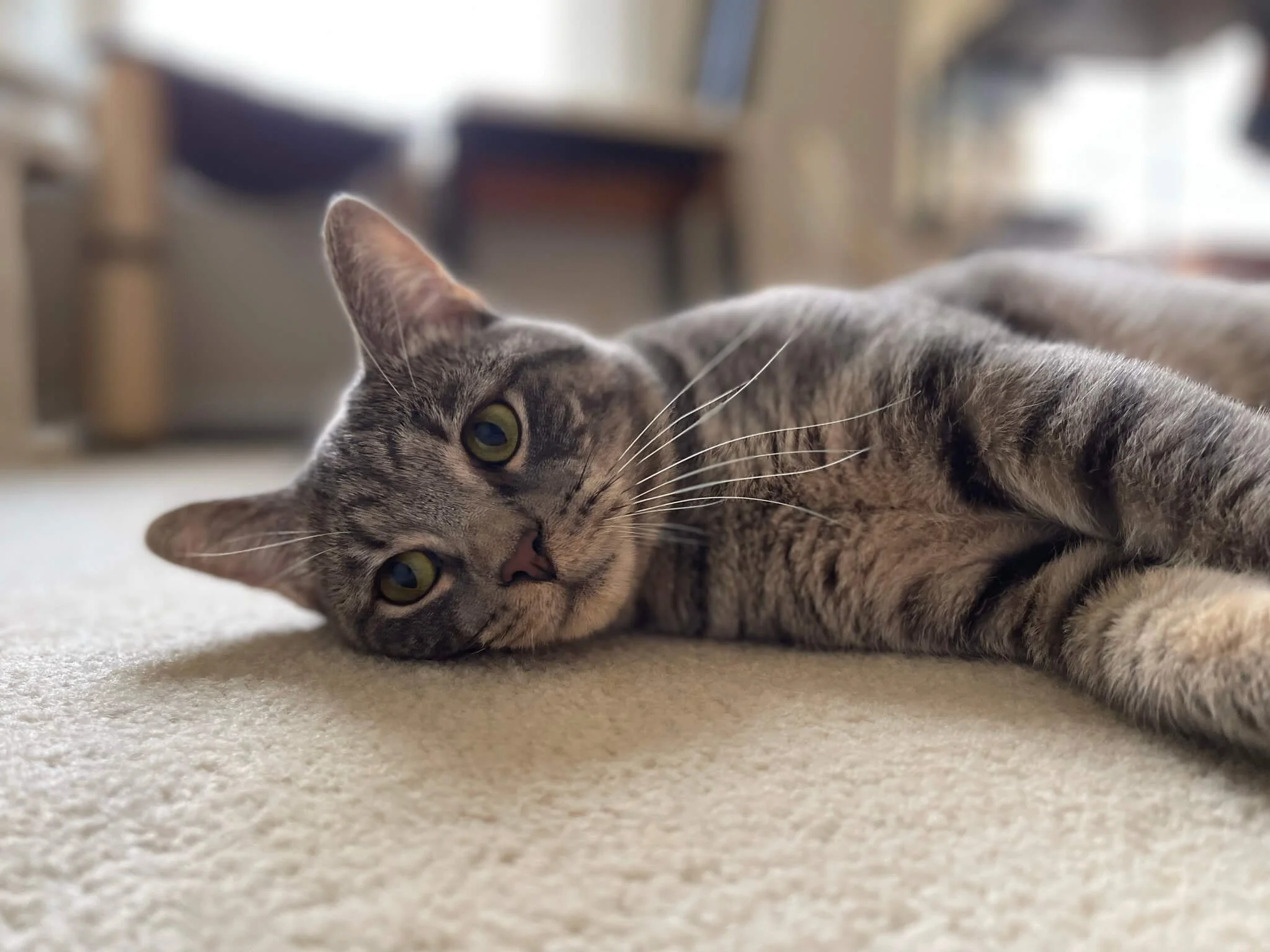 A gray tabby cat lying on a beige carpet with green eyes, stretched out and looking towards the camera.