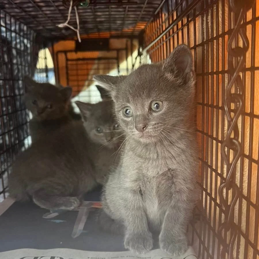 Three gray kittens inside a pet carrier, with one kitten in front looking outside the cage, and the other two in the background.