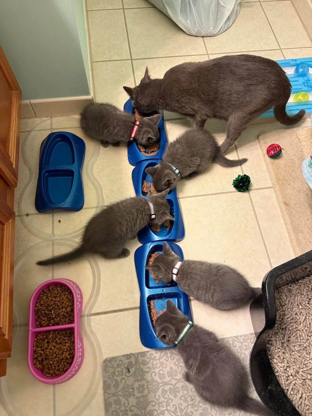 Six gray kittens and one gray adult cat eating from multiple blue and pink pet food bowls placed on a tiled floor.
