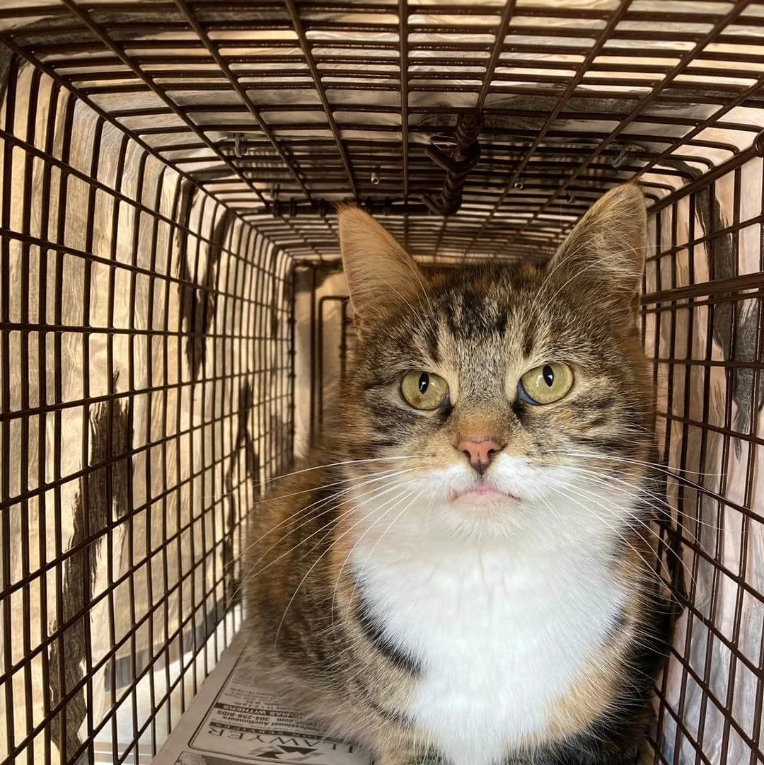 A tabby cat with white chest inside a metal wire cage.