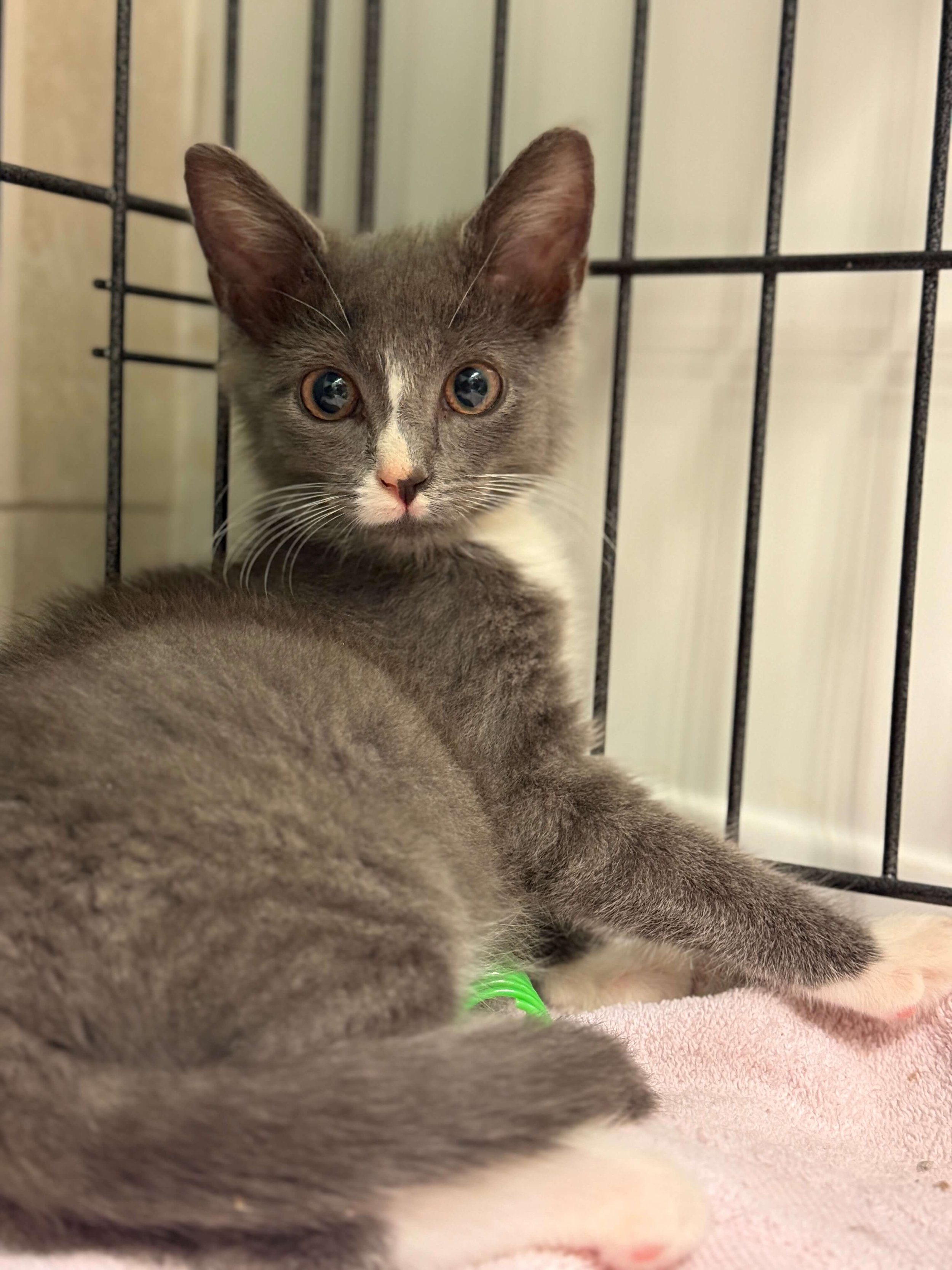 A gray kitten with white markings looks directly at the camera, inside a cage with metal bars.