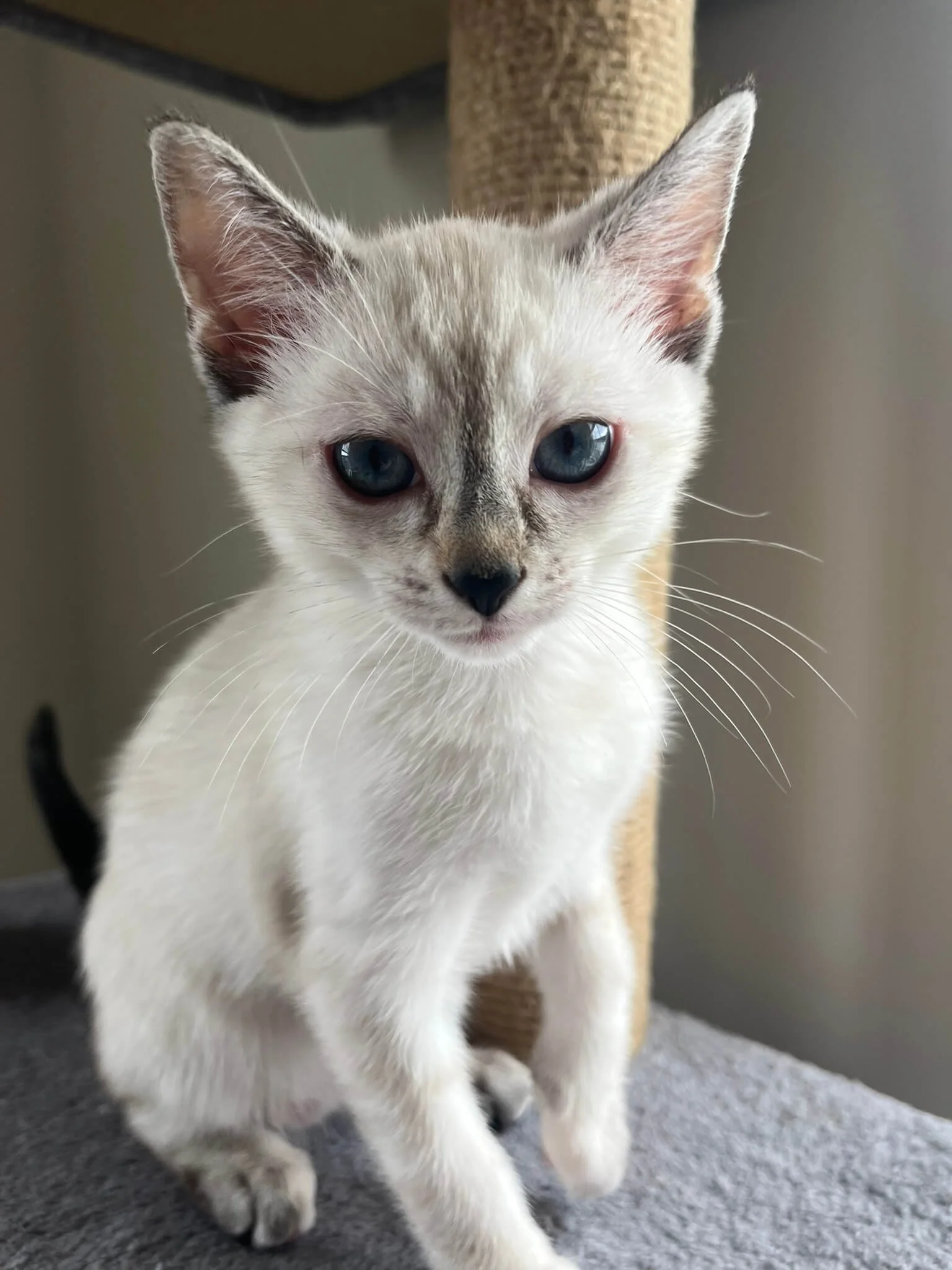 A close-up of a white kitten with blue eyes standing on a gray carpeted surface.