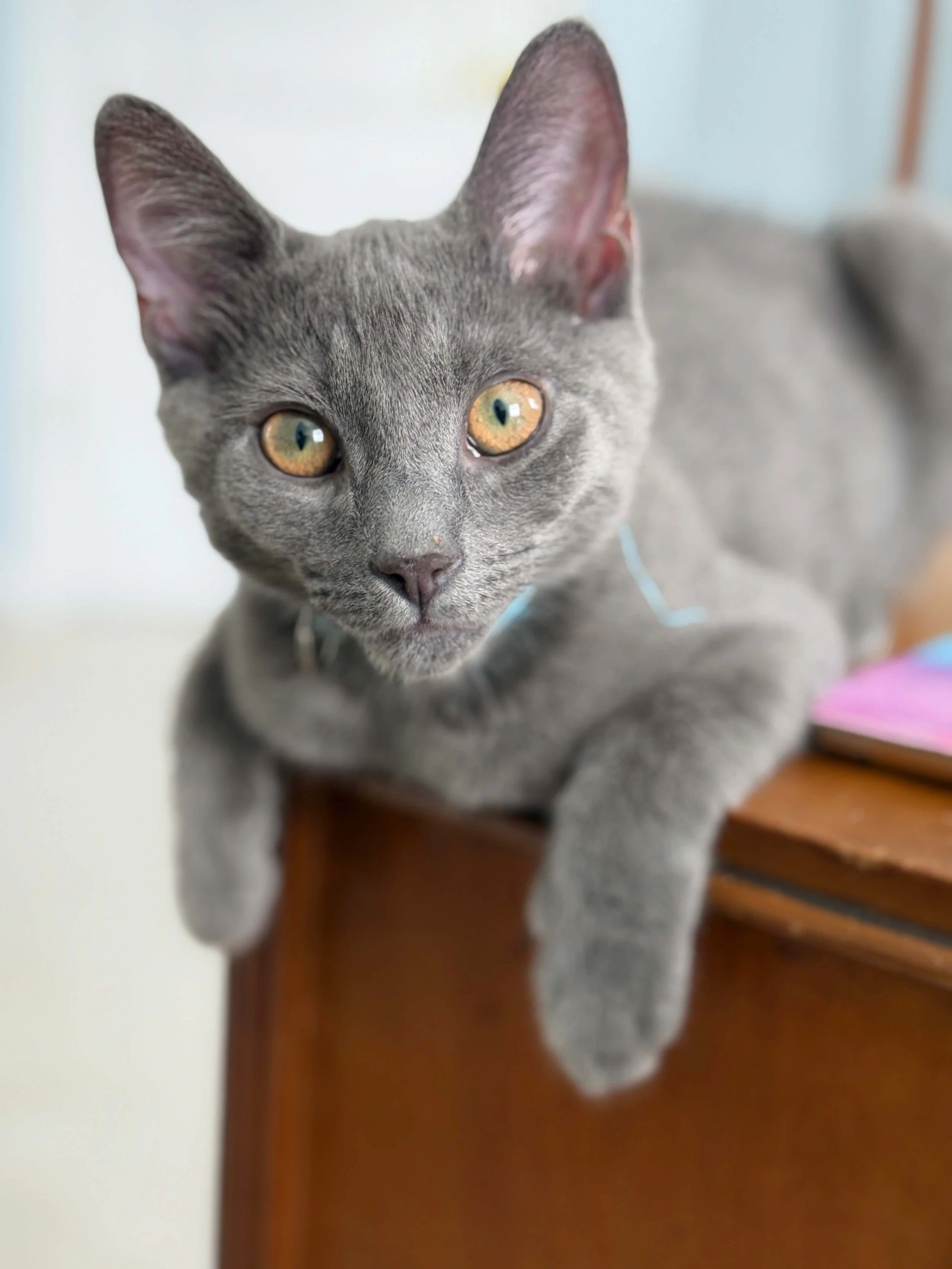 A gray cat with yellow eyes standing on a wooden surface, facing the camera.