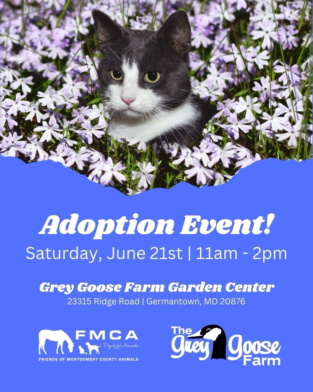 Cat &amp; Kitten Adoption Open House