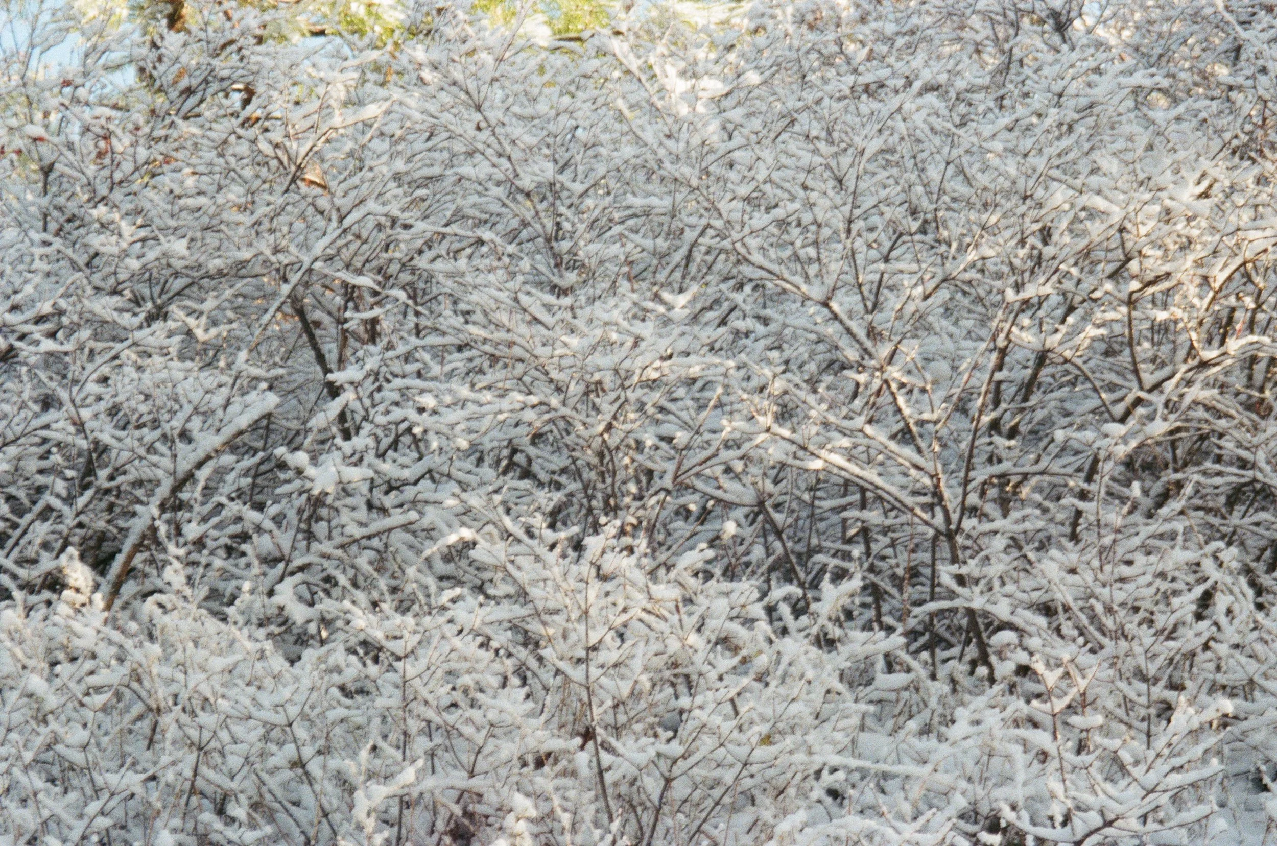 Snow-covered bushes with no visible leaves.