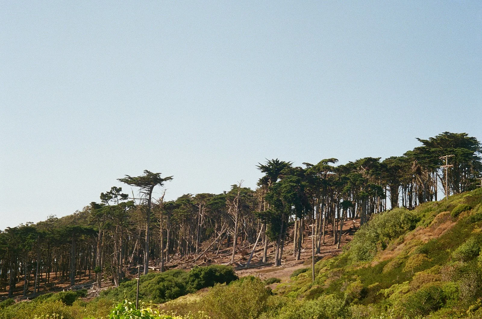 A hillside covered with lush green bushes and trees, with a line of tall, thin trees at the top against a clear blue sky.