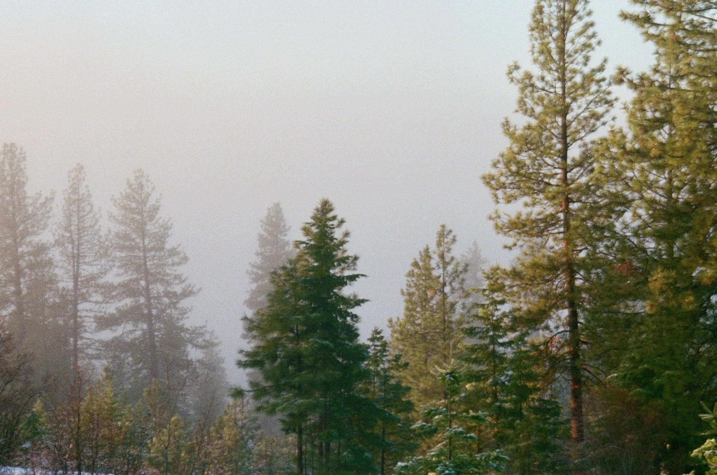 Frozen Fog in the Cascades