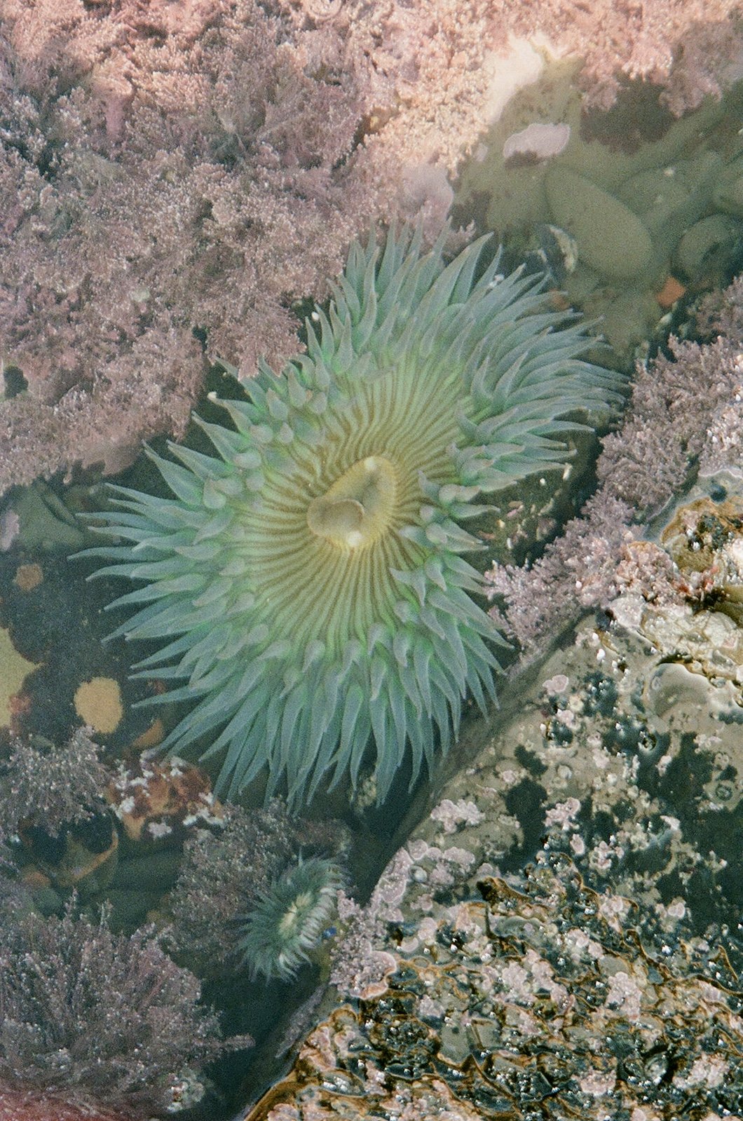 A green sea anemone with long, flowing tentacles surrounded by pink and purple coral on the ocean floor.