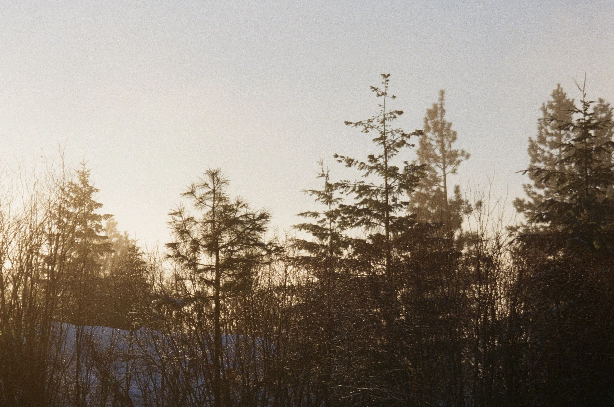Sunset over a forest with tall evergreen trees and leafless bushes, some snow on the ground.