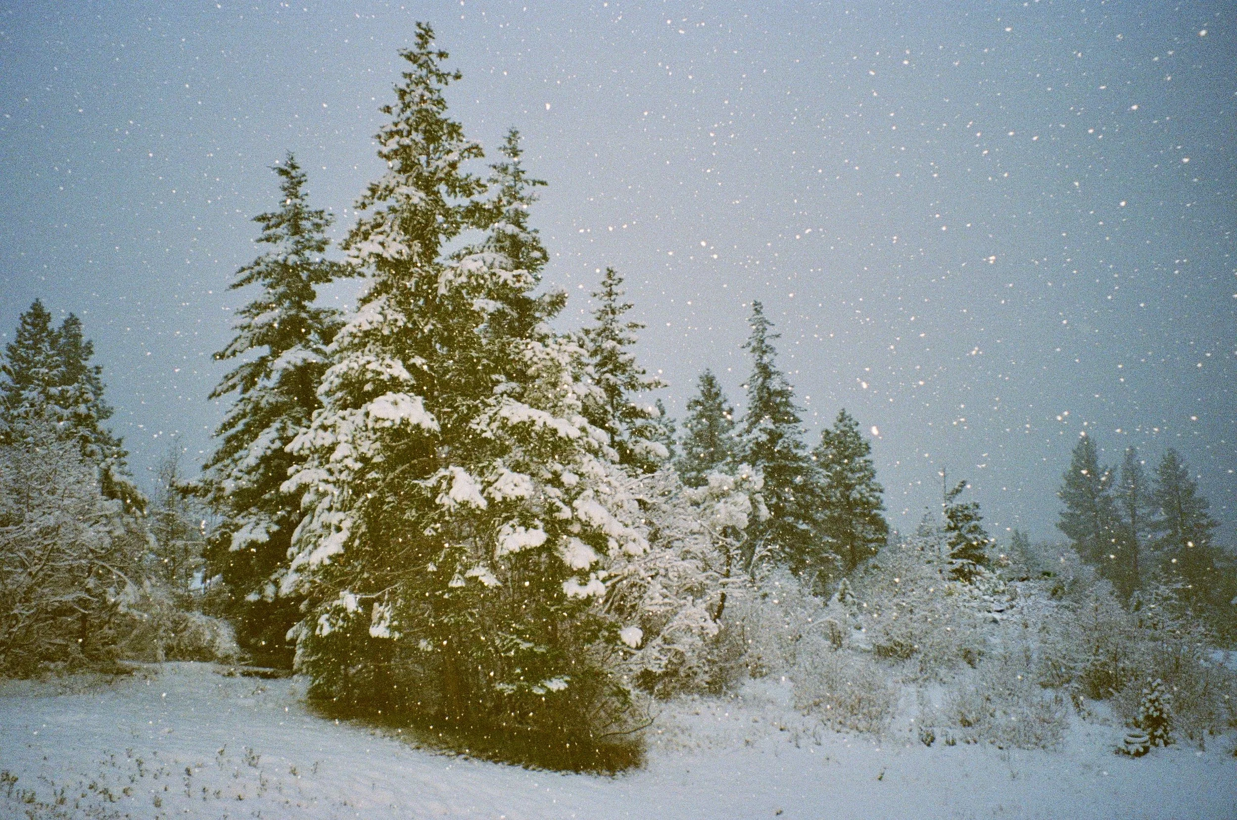 Snow-covered pine trees in a winter landscape with falling snow.