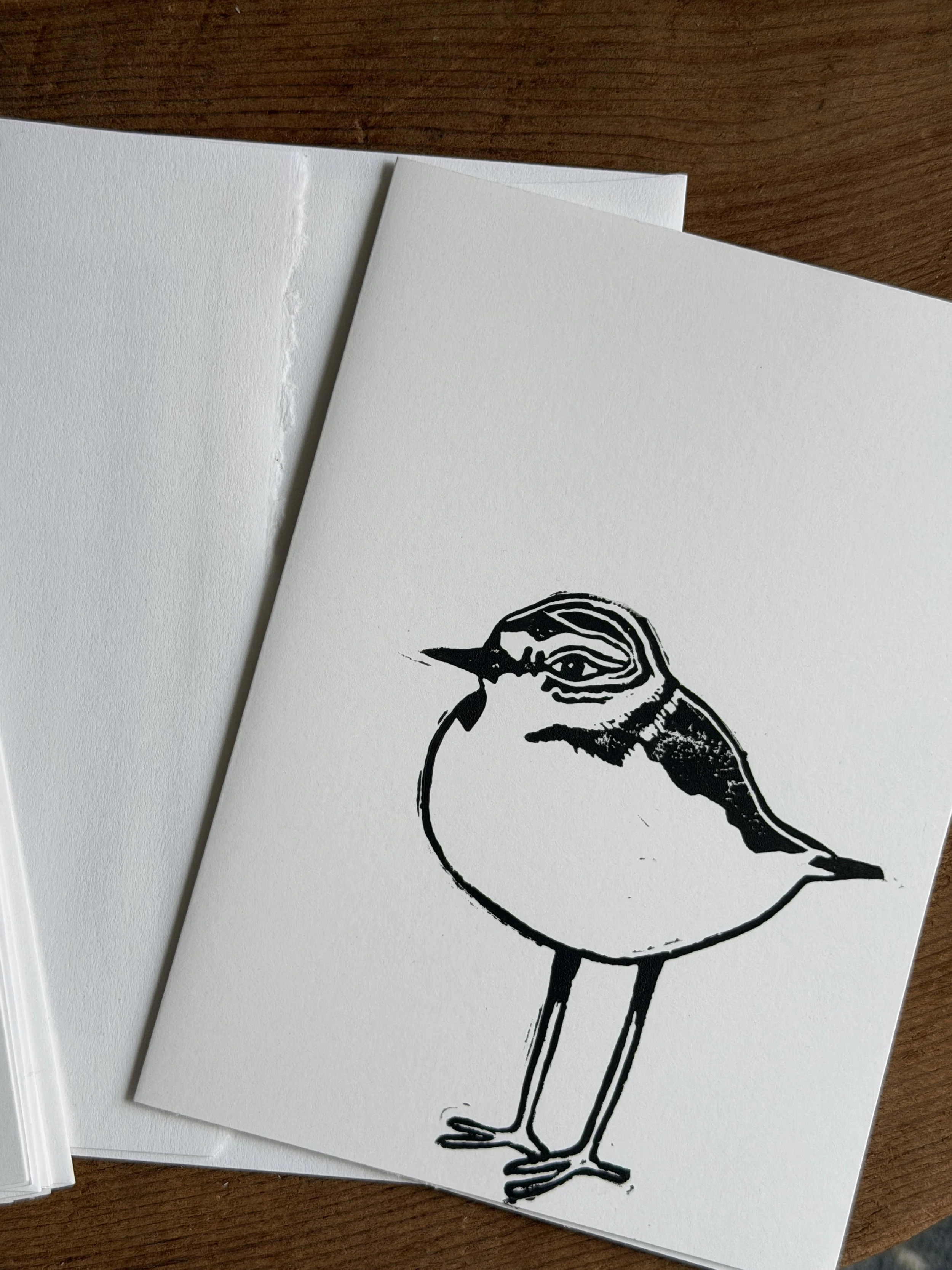 Snowy Plover card