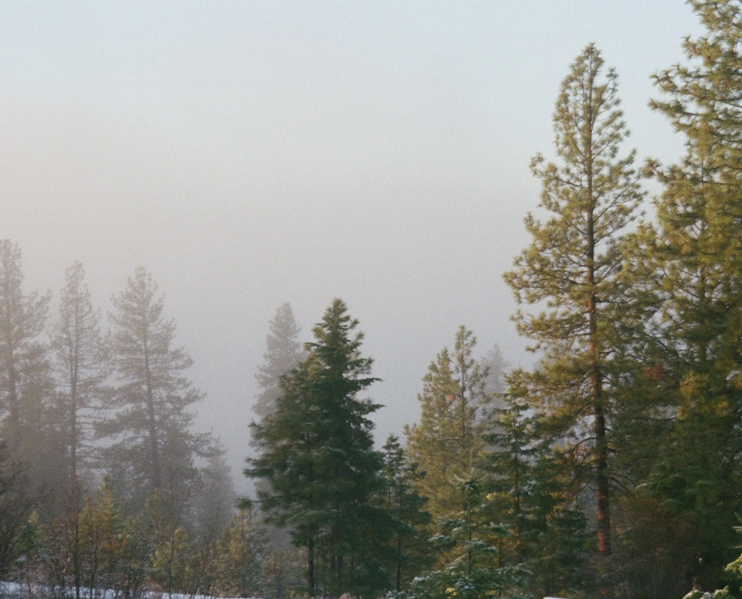 A misty forest with tall evergreen trees and some snow on the ground.