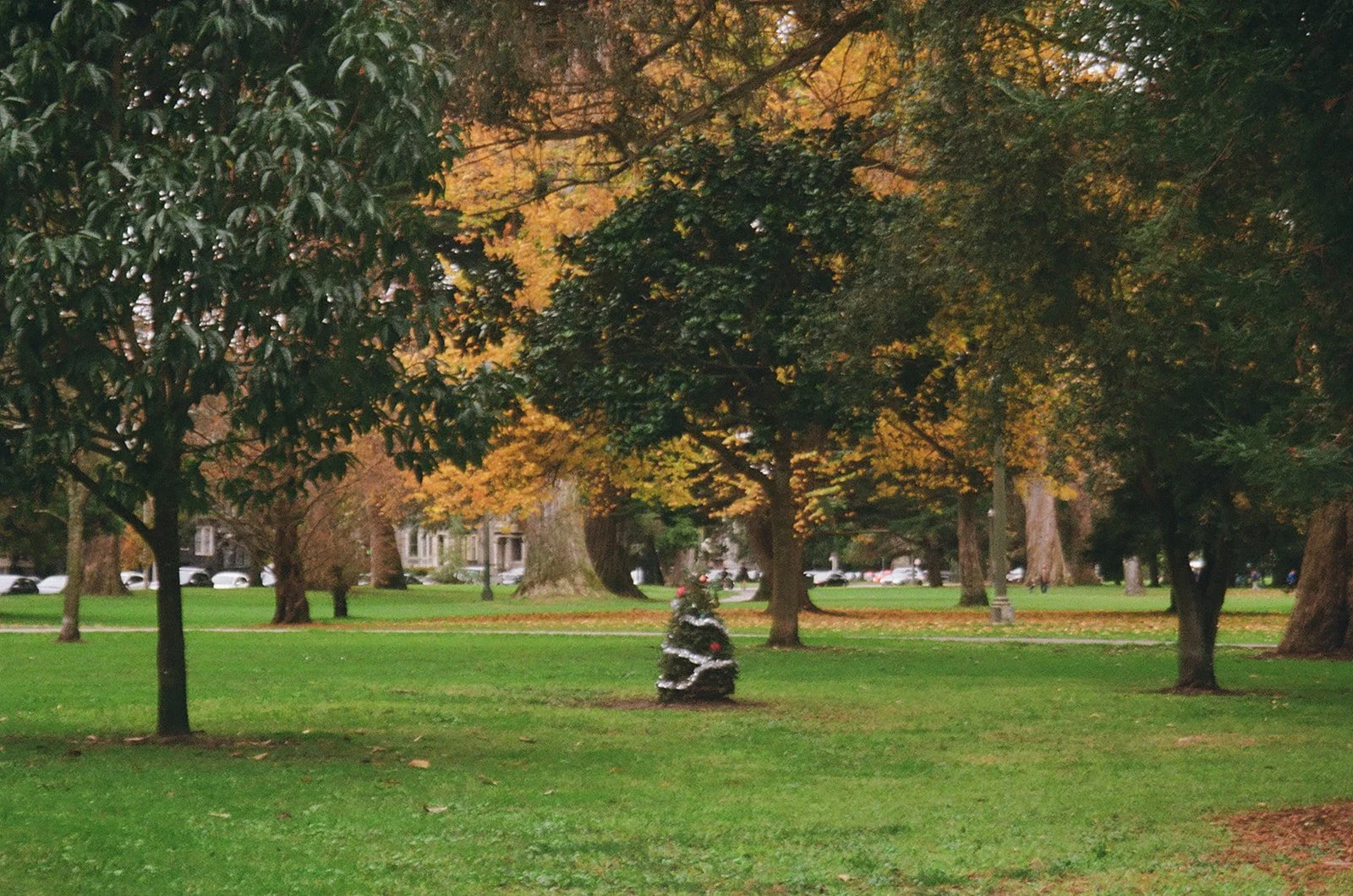 A park with green grass and tall trees with autumn-colored leaves, a small decorated Christmas tree in the center, and a row of parked cars in the background.