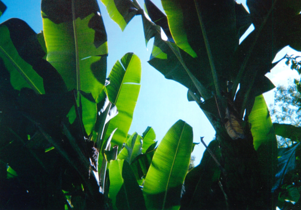 Close-up view of banana plant leaves against a bright blue sky.