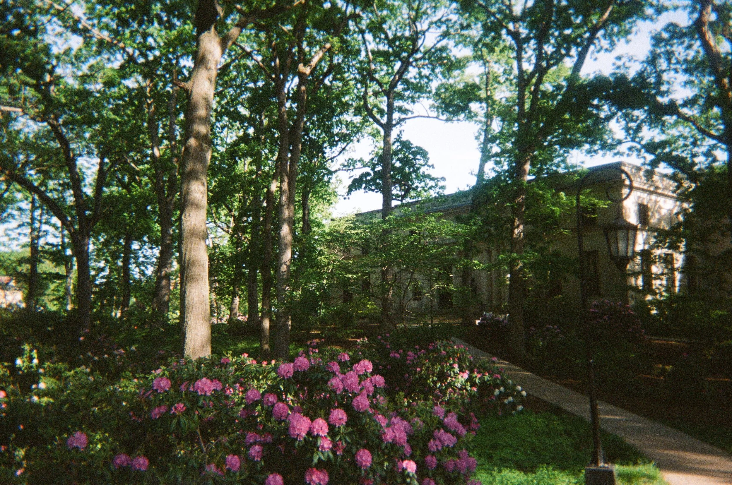 A garden with trees, pink and white flowers, a pathway, a house, and a streetlamp in the daytime.