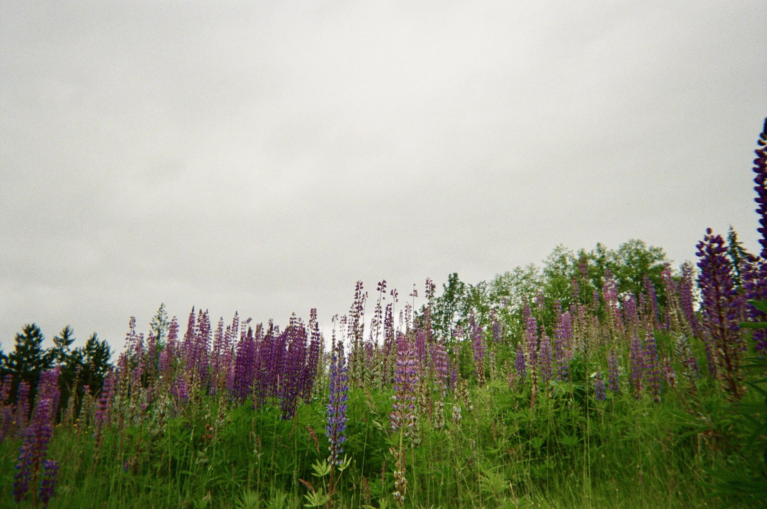 Wildflowers, primarily purple and blue, growing in a grassy field with trees in the background under a cloudy sky.