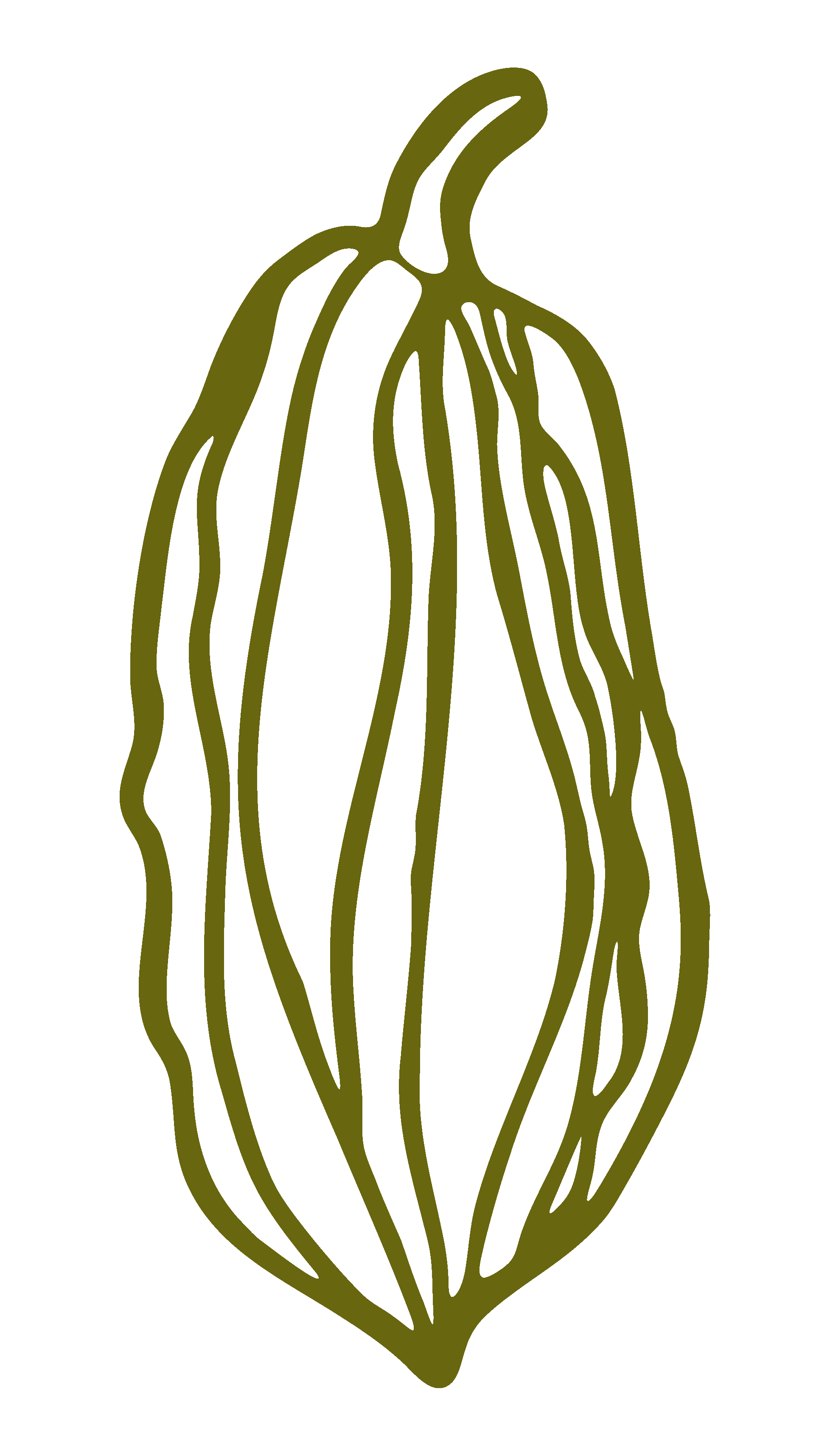 Eine simple, stilisierte Grafik einer Kakaobohne.