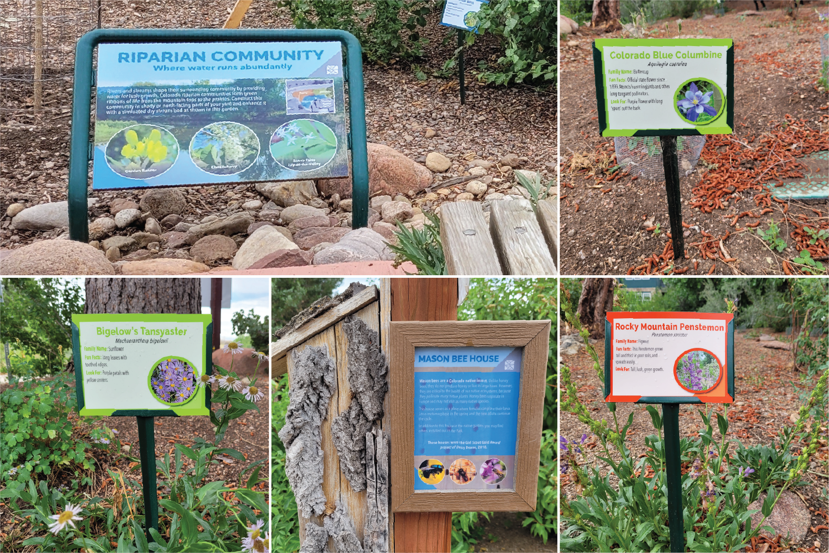 Collage of four signs and a birdhouse in a garden, describing local plants and wildlife with colorful informational panels and a blue sky.