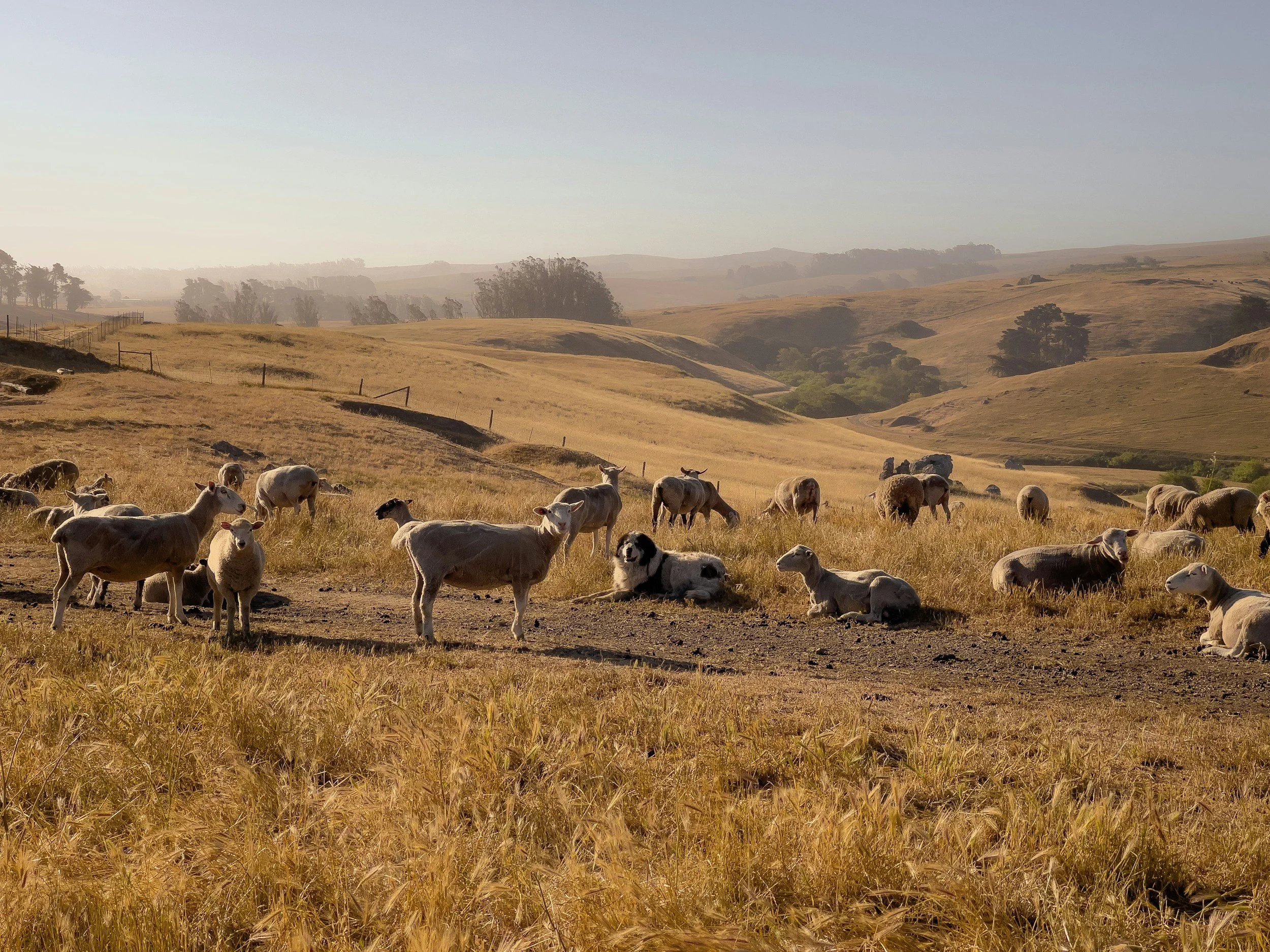 Herd of sheep grazing in a golden grassy field with rolling hills and sparse trees in the background under a clear sky.