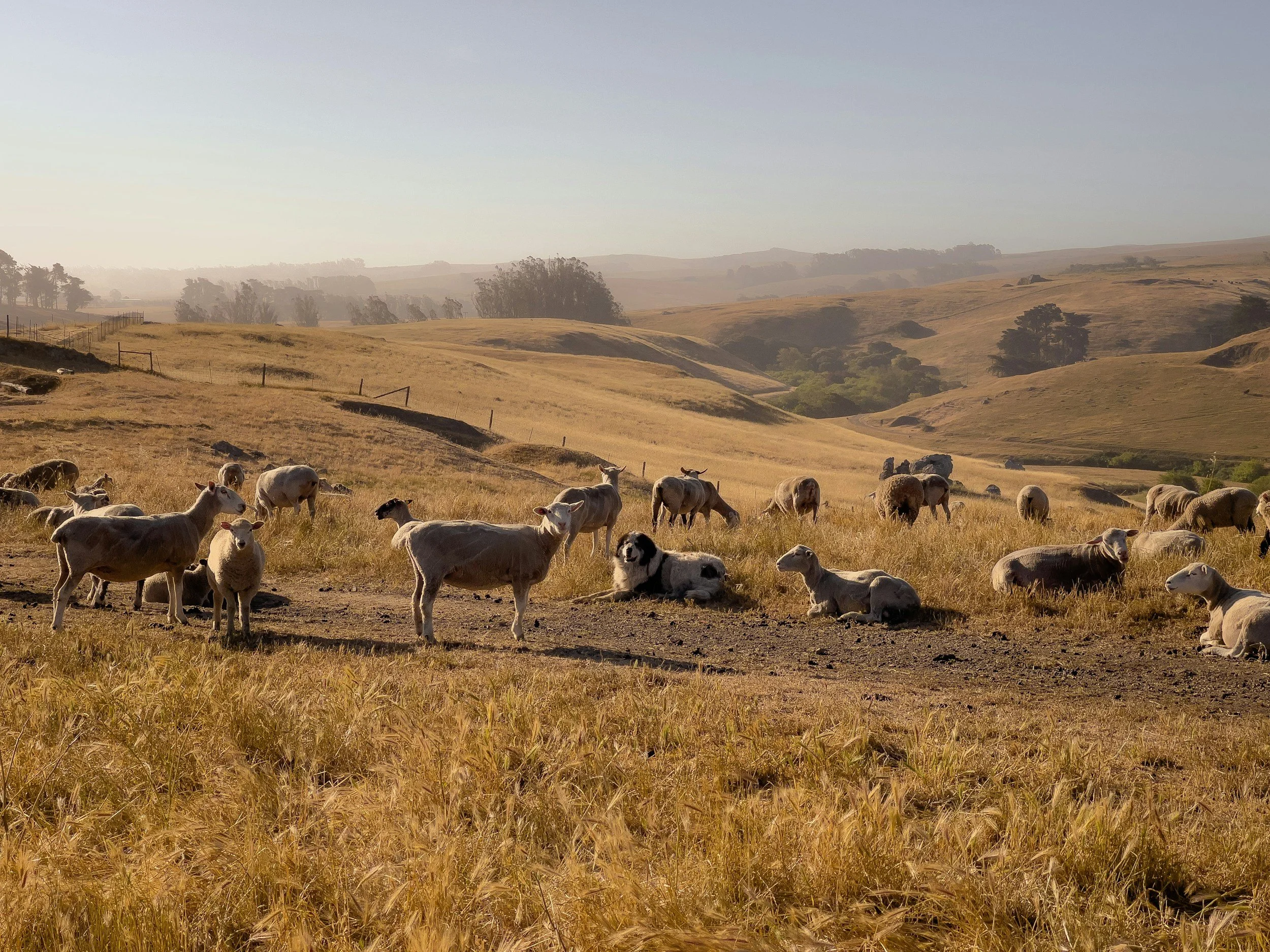 A herd of sheep and a dog resting in a vast, golden field with rolling hills and sparse trees in the background.