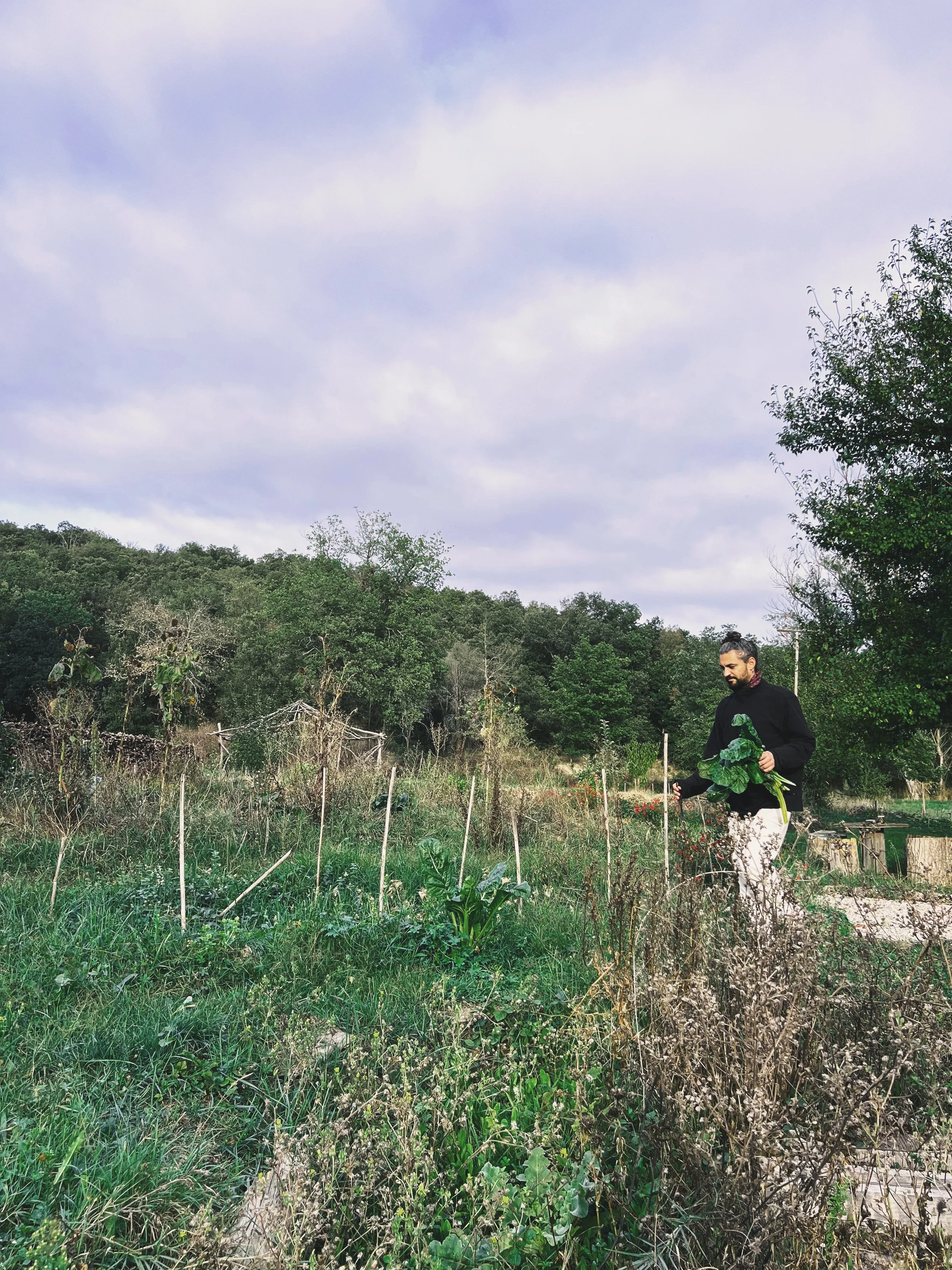 A man stands in a garden or farm, holding a large leafy green vegetable, with a backdrop of trees and a partially cloudy sky.