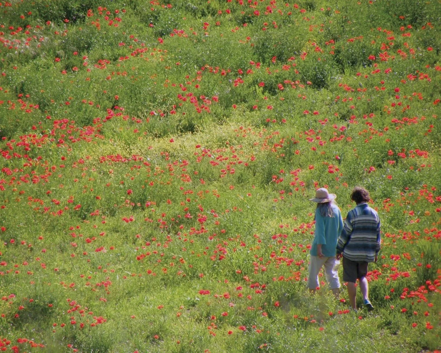 Two people walking through a lush field of green grass and red flowers, with one wearing a wide-brimmed hat.