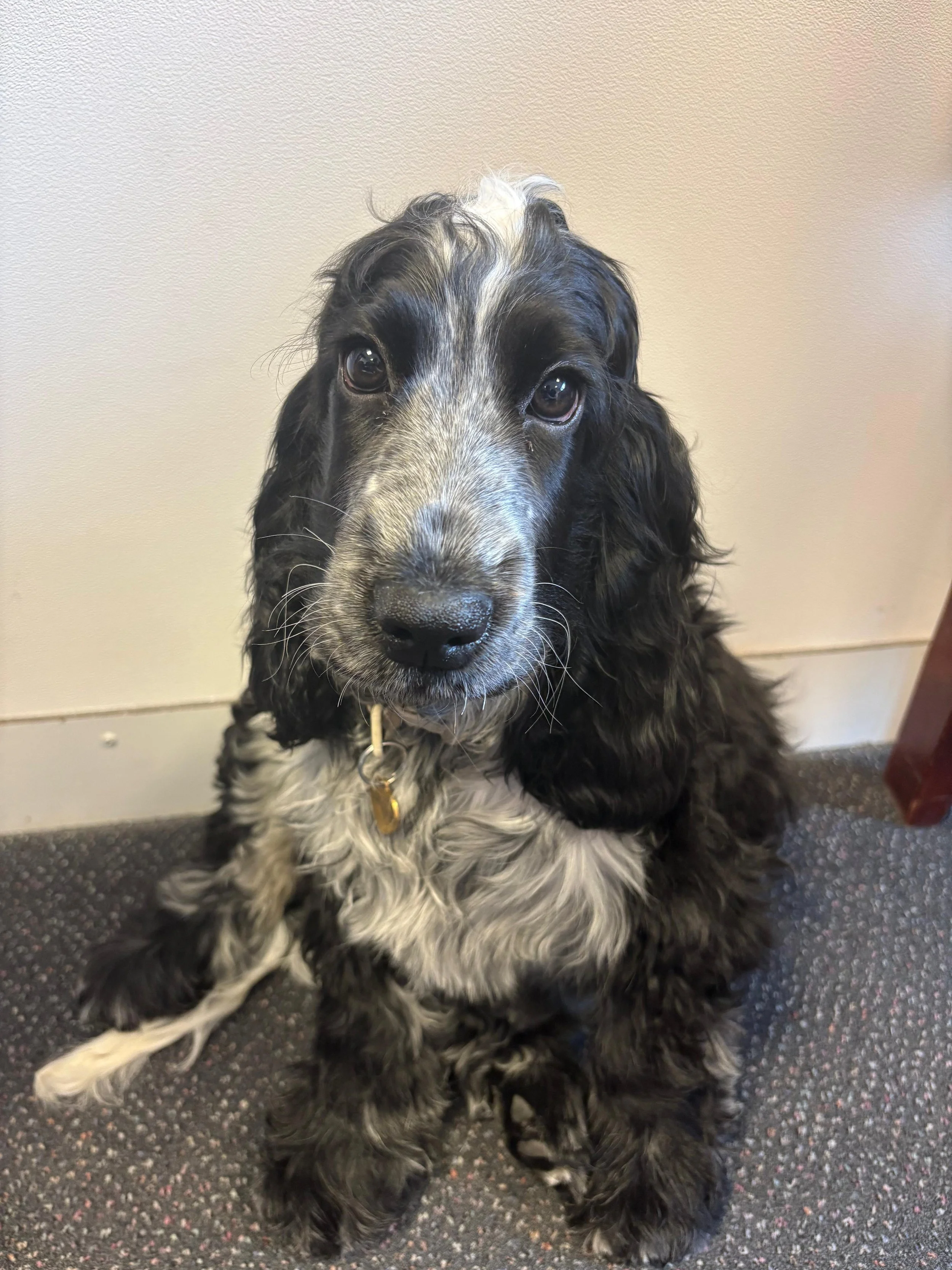 The latest P4 Dog | Ginny 