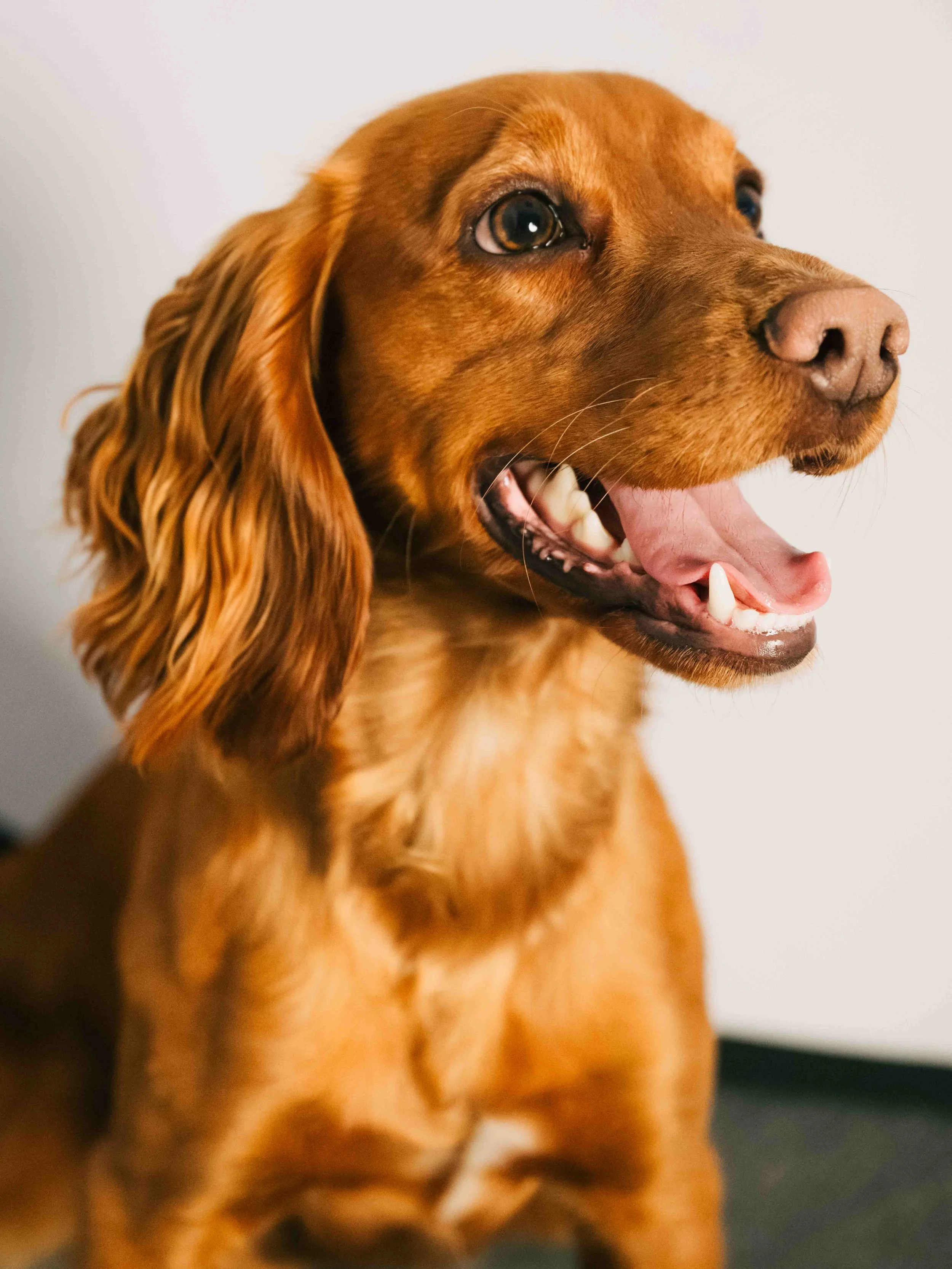Resident P4 Dog | Otto