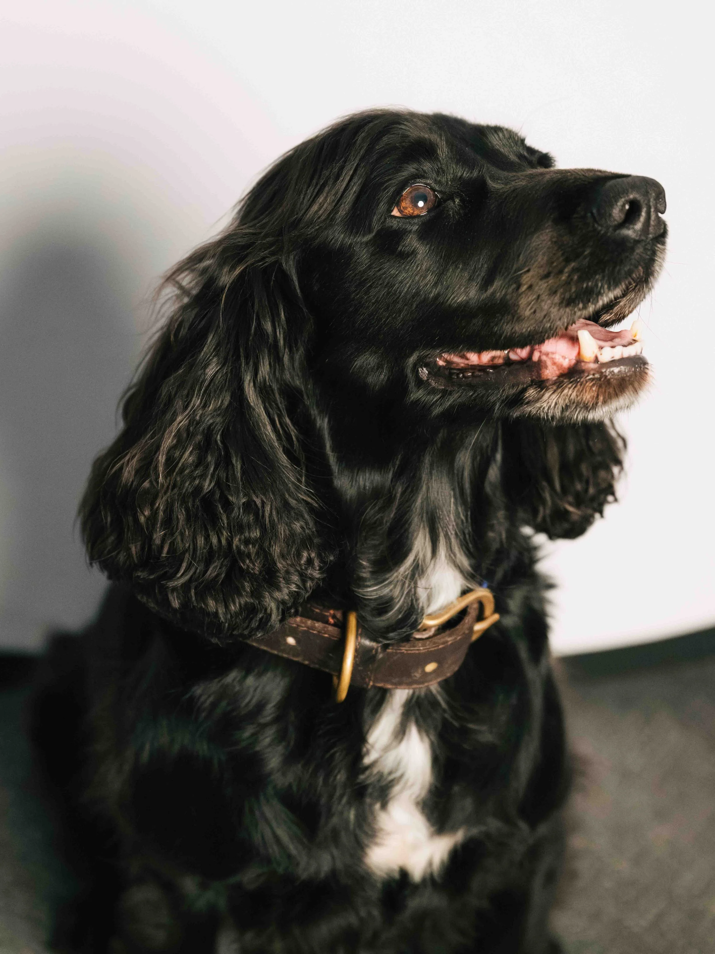 Occasional P4 Dog | Luna